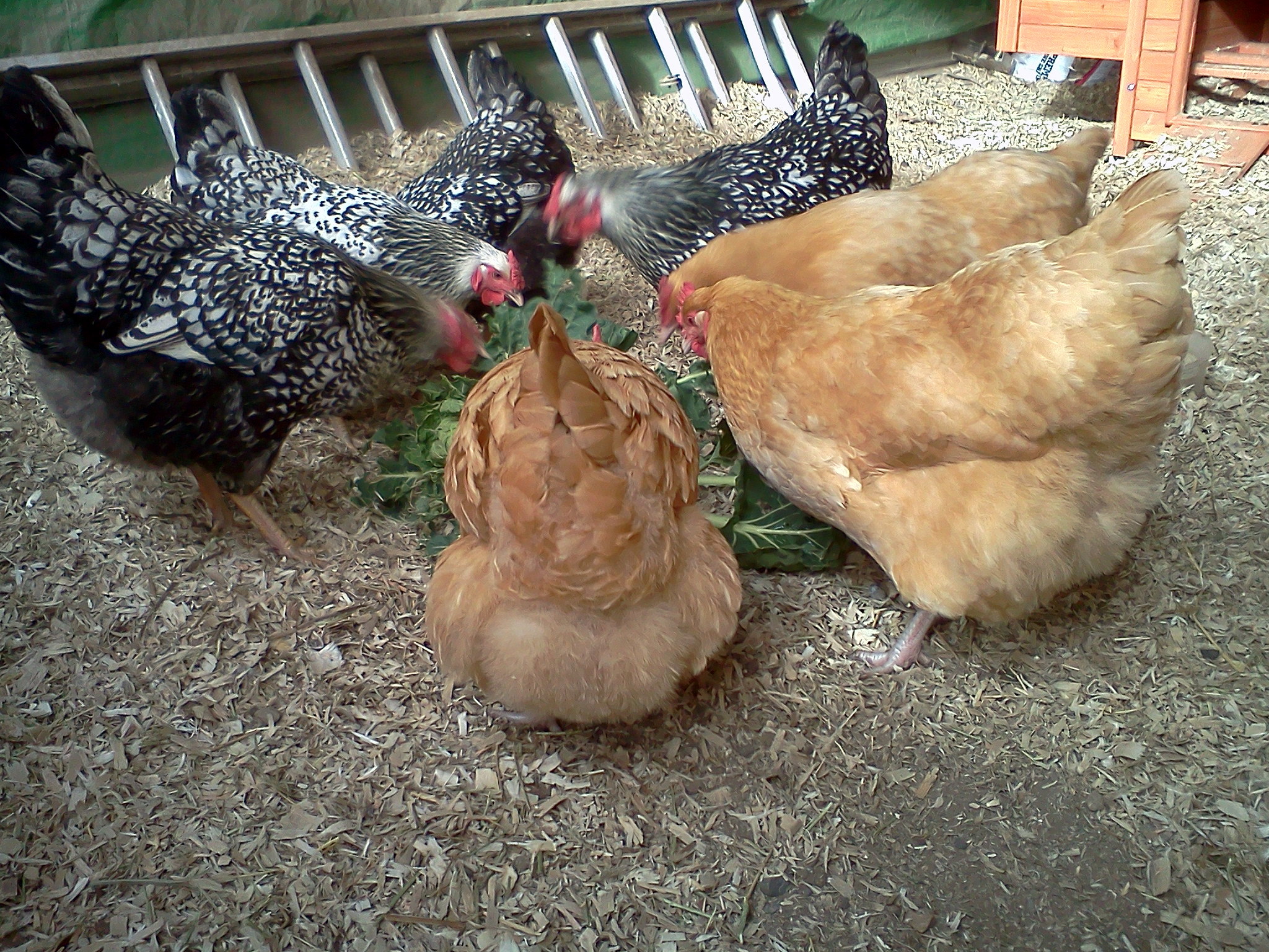 1/1/12a flock picture