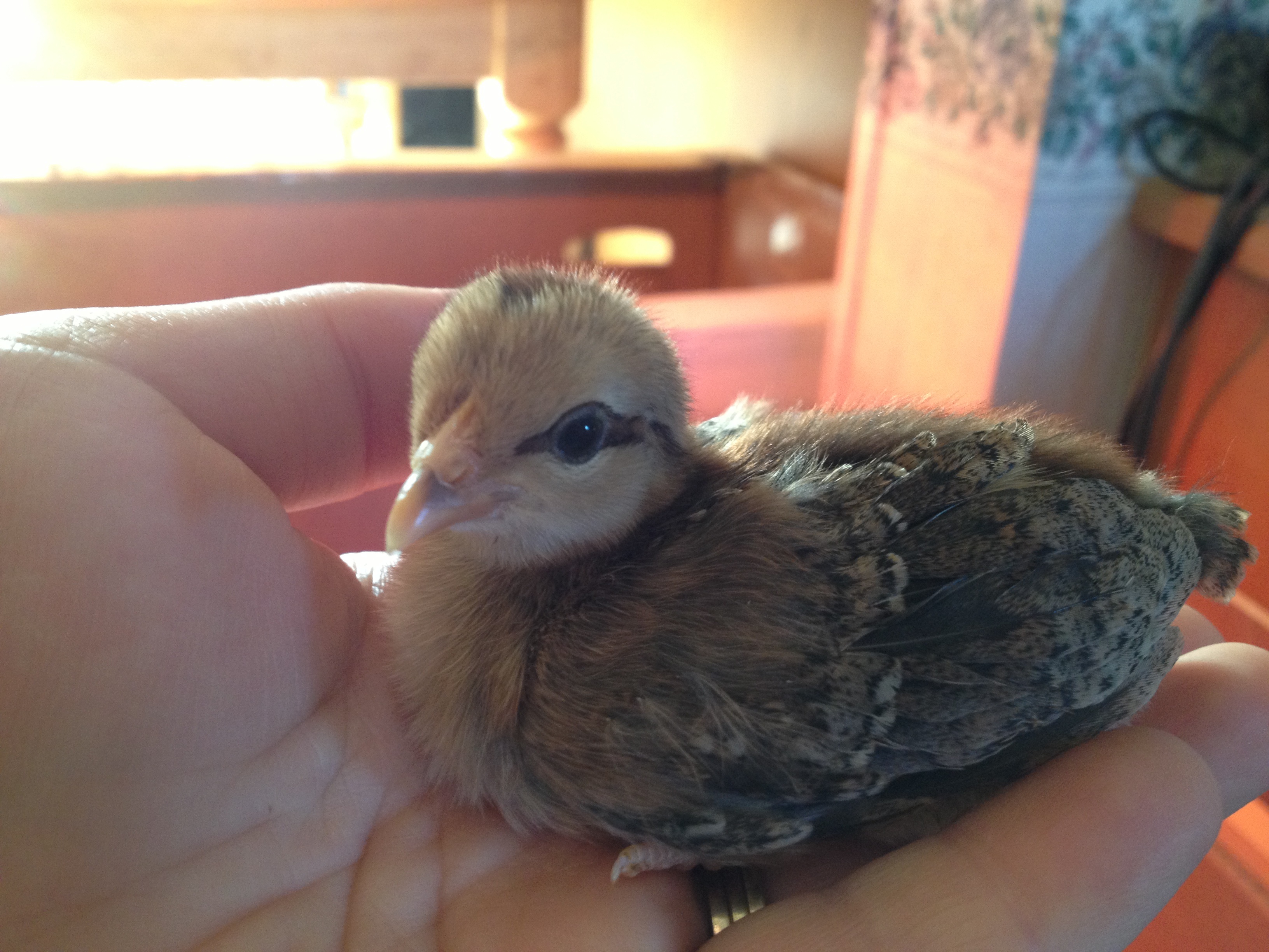 1 1/2 weeks darker chipmunk chick