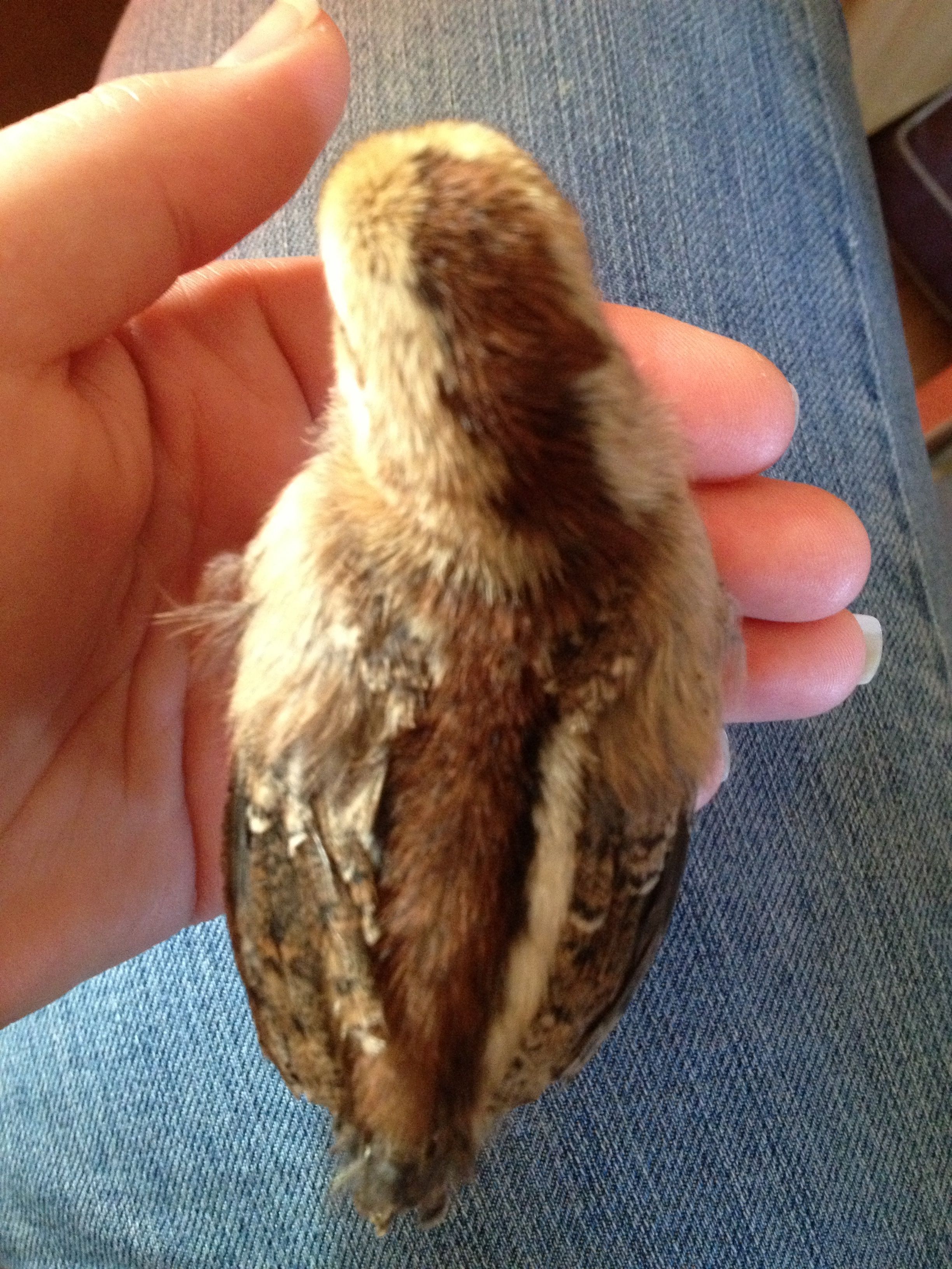 1 1/2 weeks darker chipmunk chick
