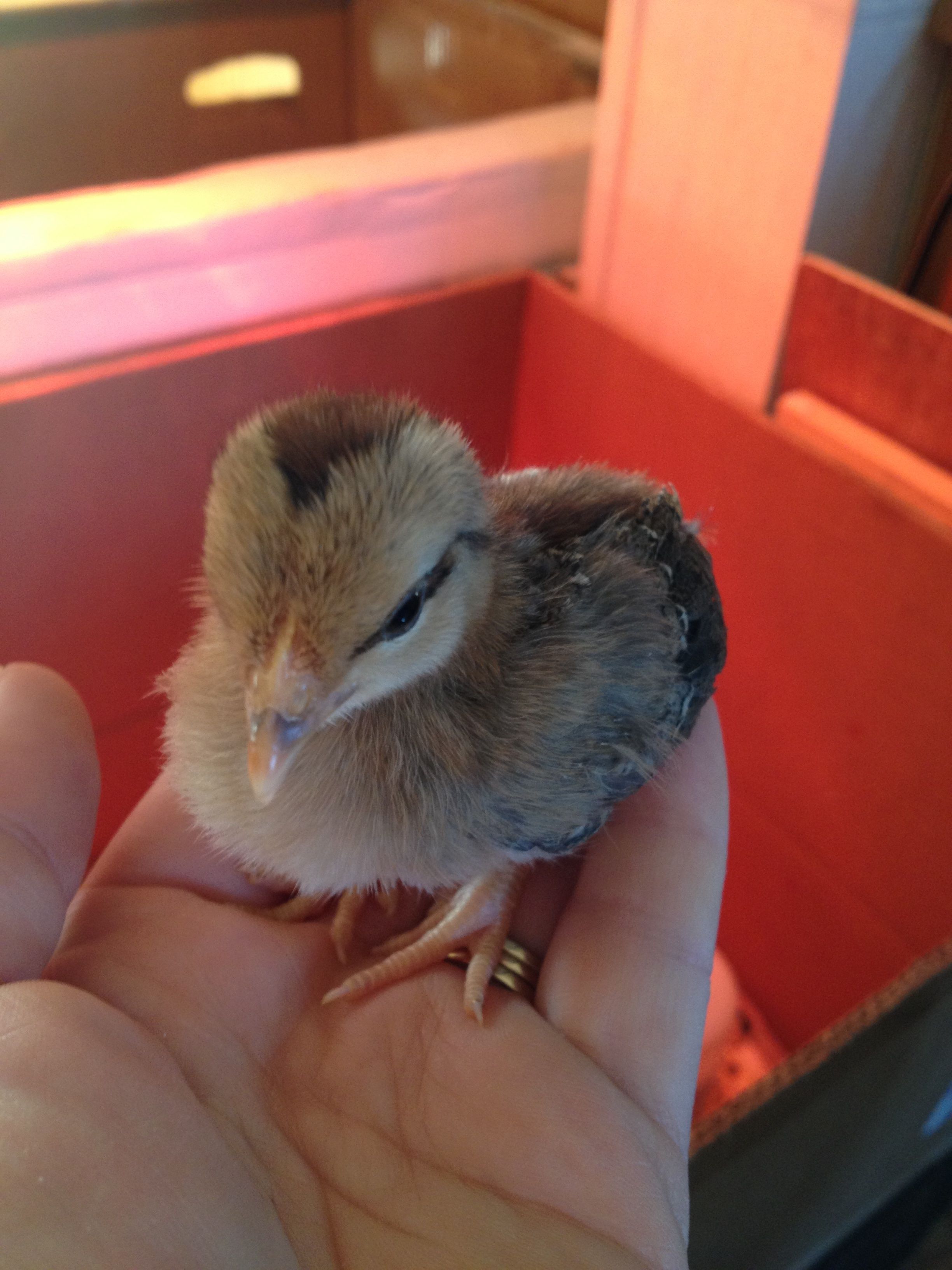 1 1/2 weeks darker colored chipmunk chick.