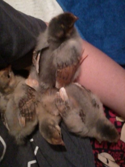 1 1/2 weeks old, napping in my lap