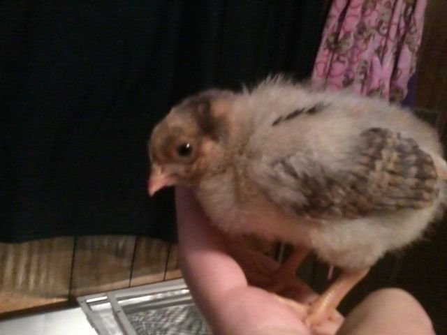 1 1/2 weeks old pullet "big mama"