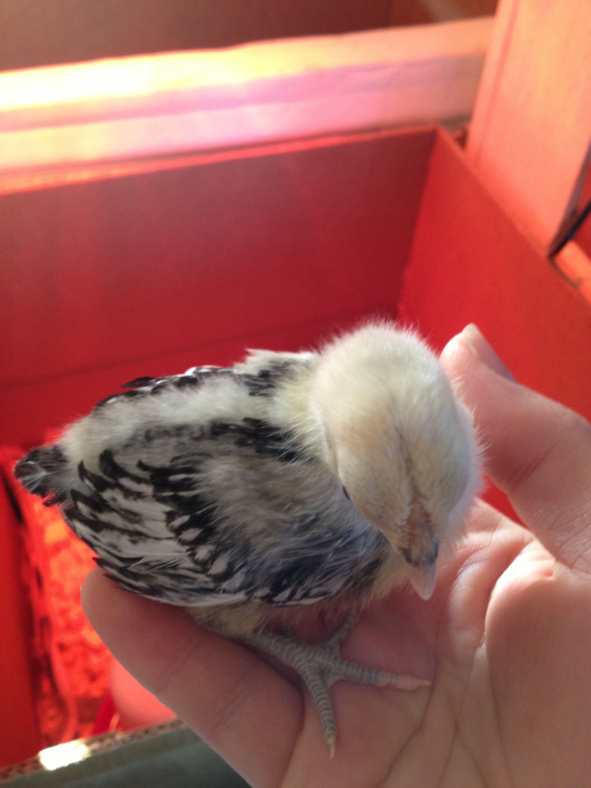 1 1/2 weeks Silver Sebright chick