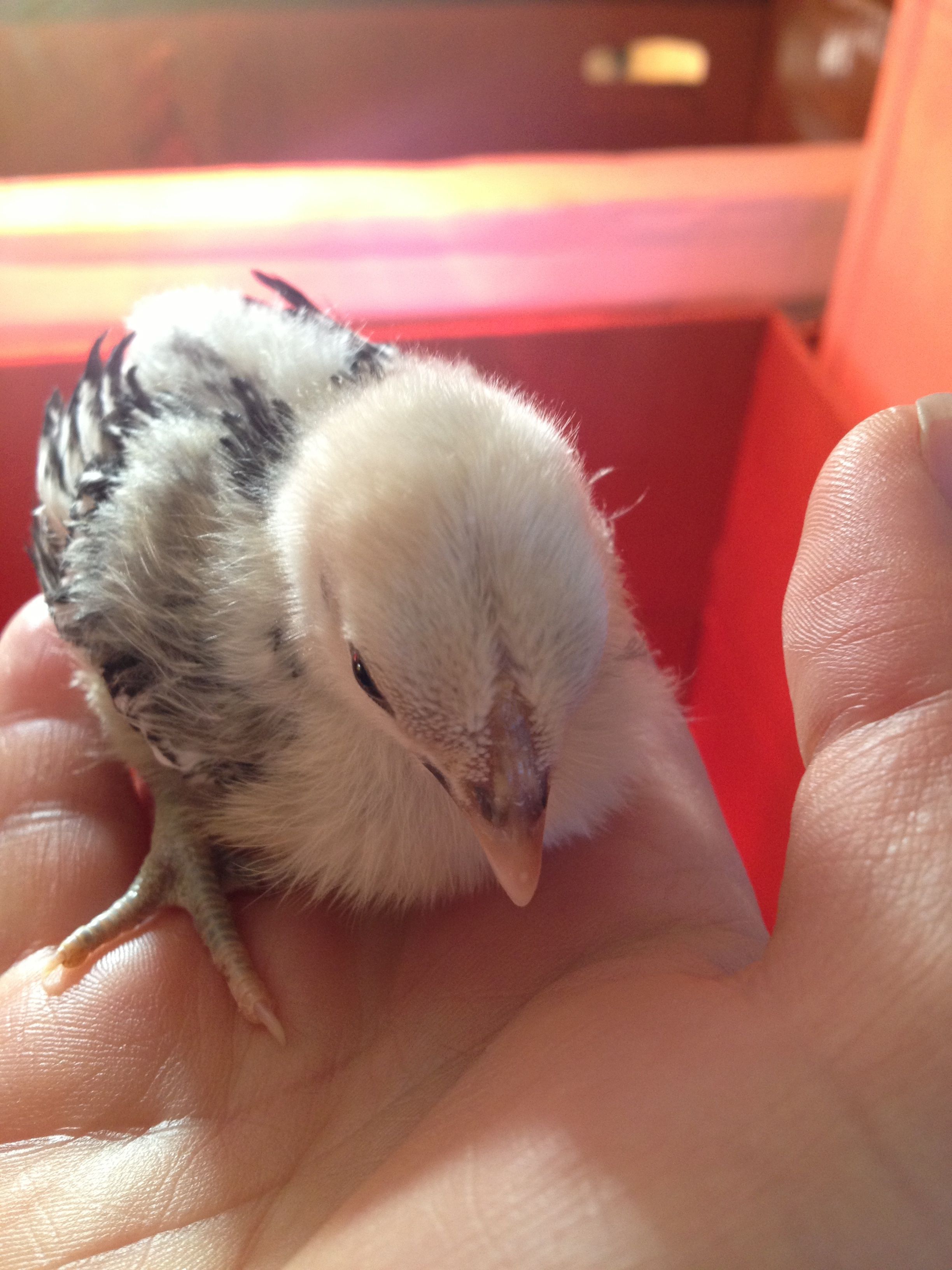 1 1/2 weeks Silver Sebright chick