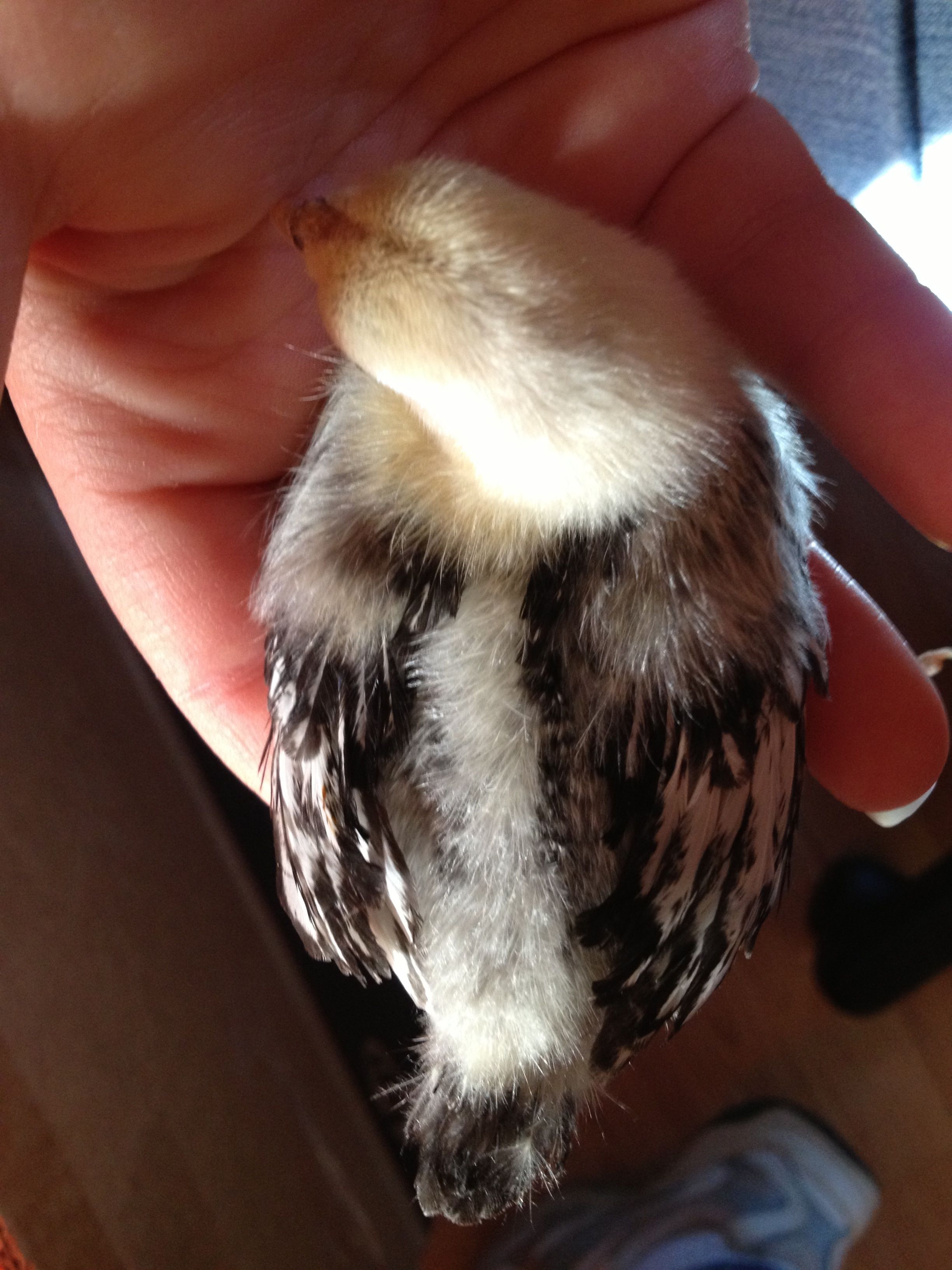 1 1/2 weeks Silver Sebright chick