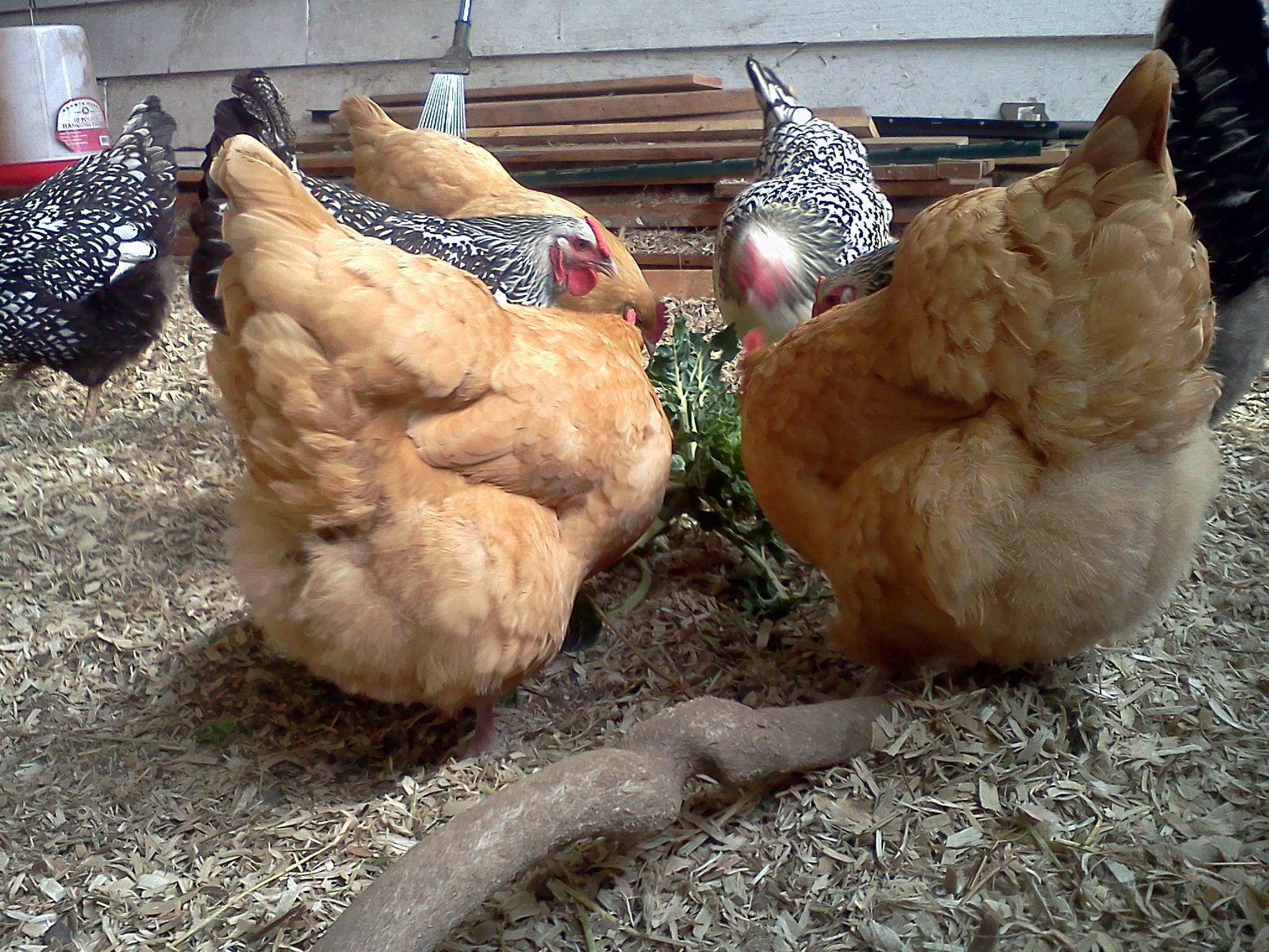1/1/2012 flock pic