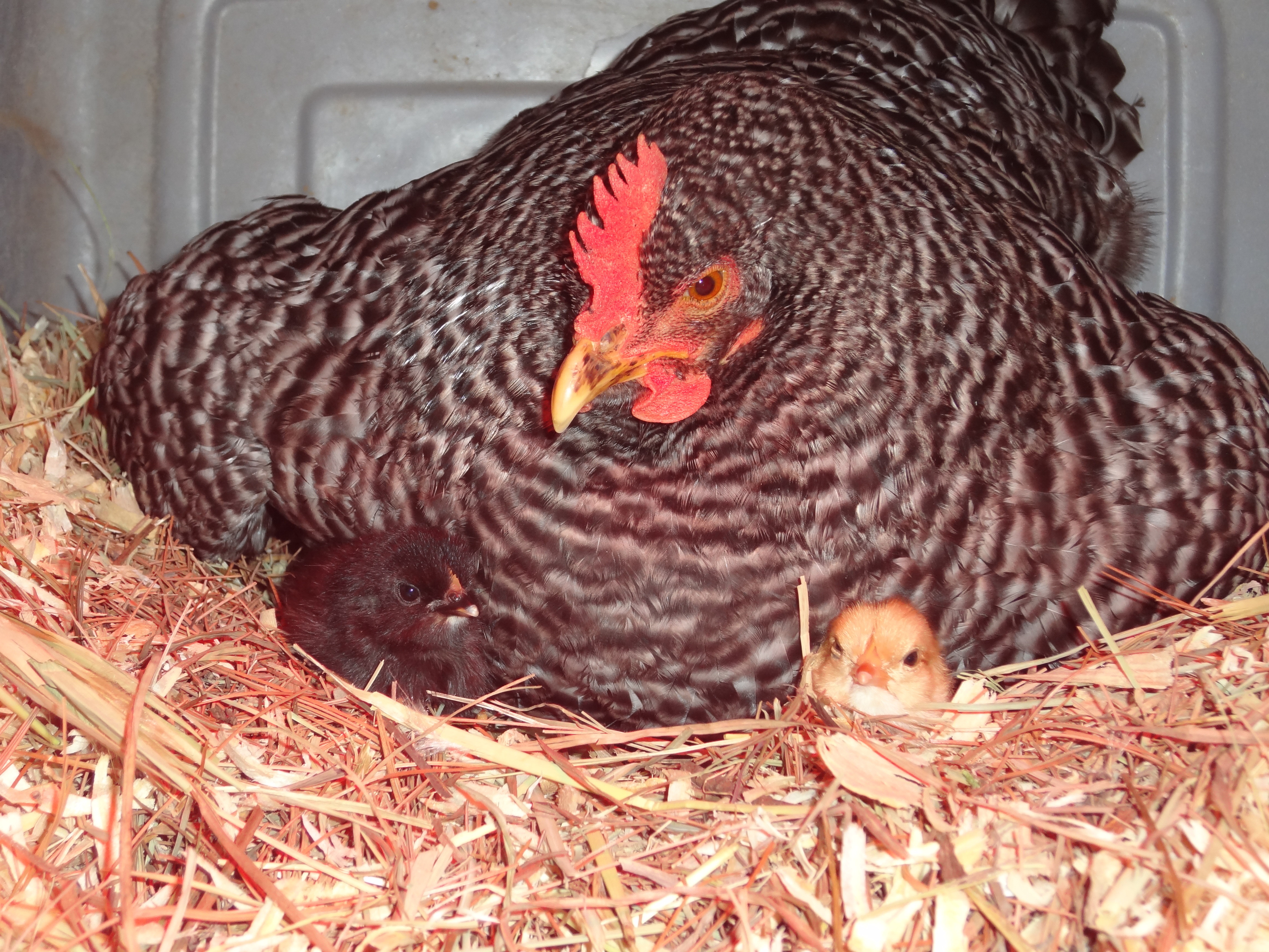 1/16/2012-Gloria and her baby chicks. Just hatched