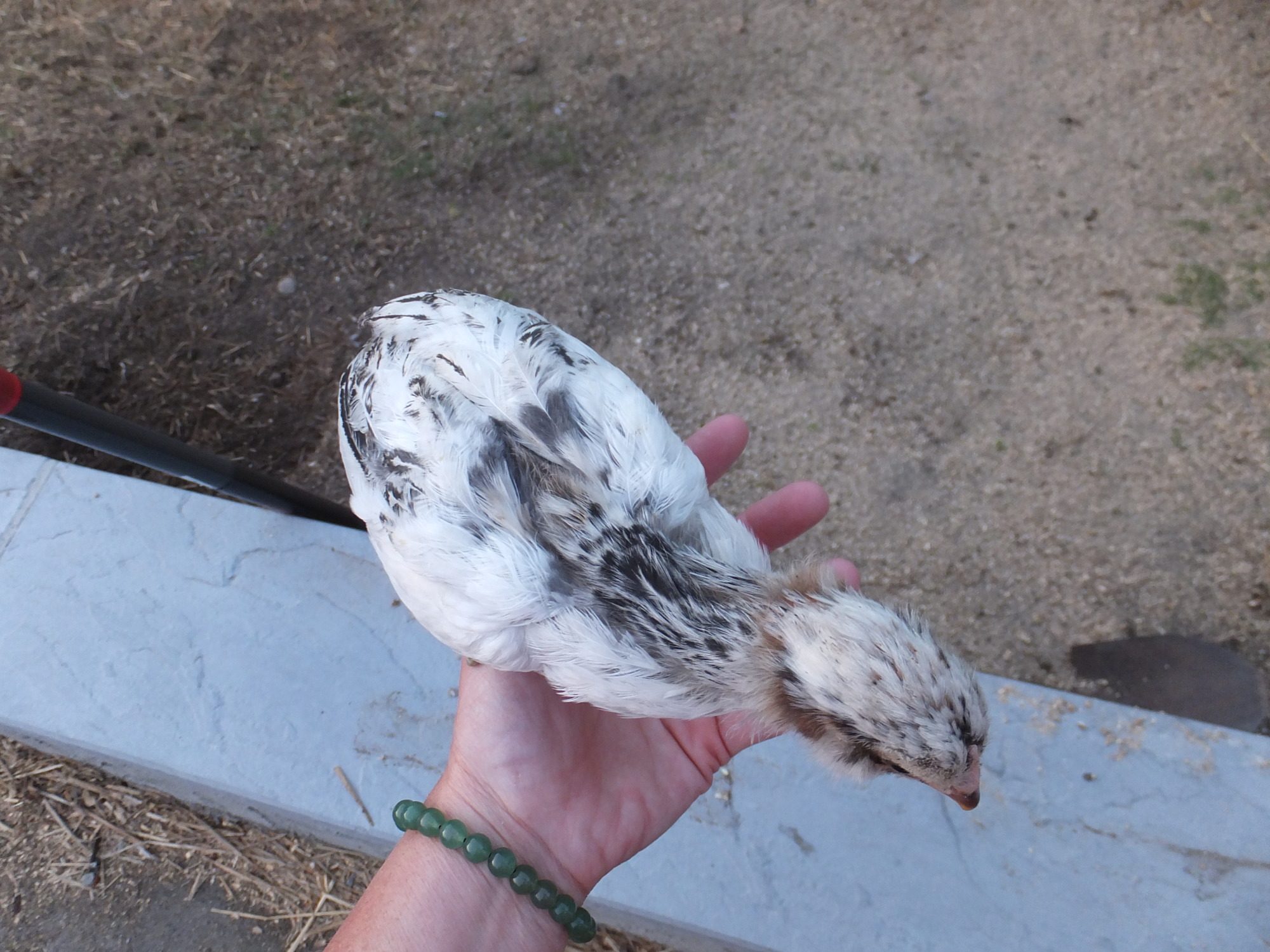 #1 -  4 week roo or pullet (body)