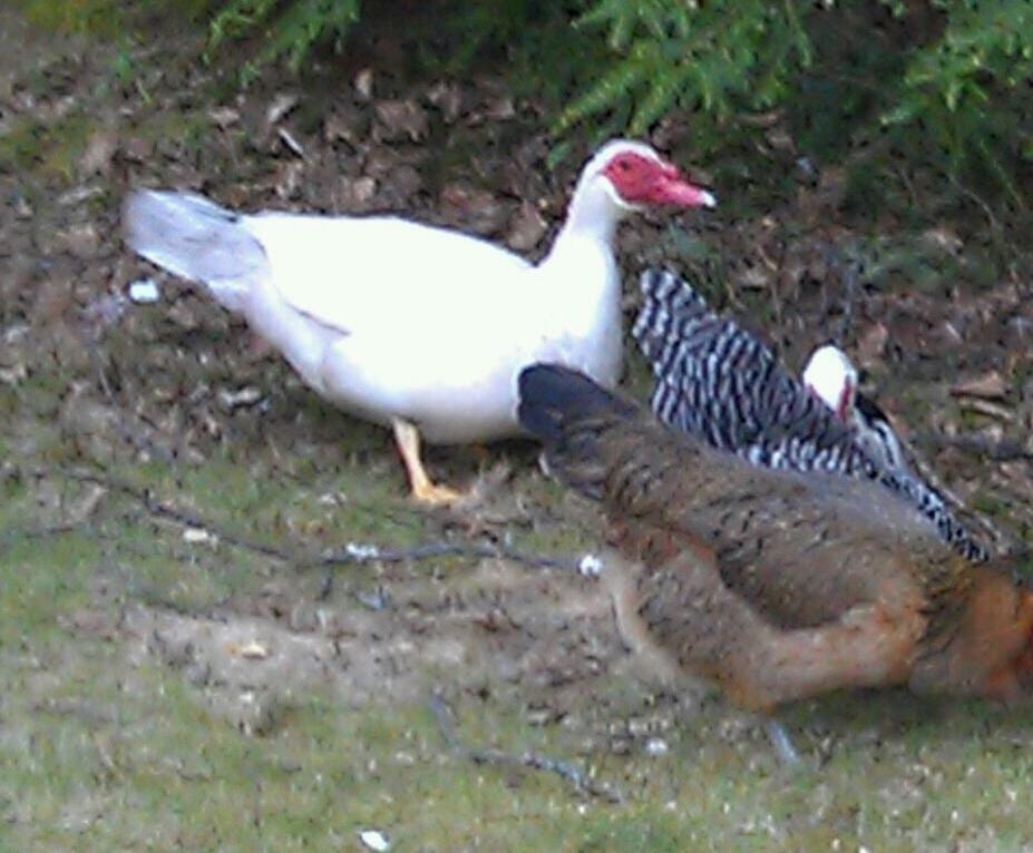 1.5 yrs old and forsale or trade in NH