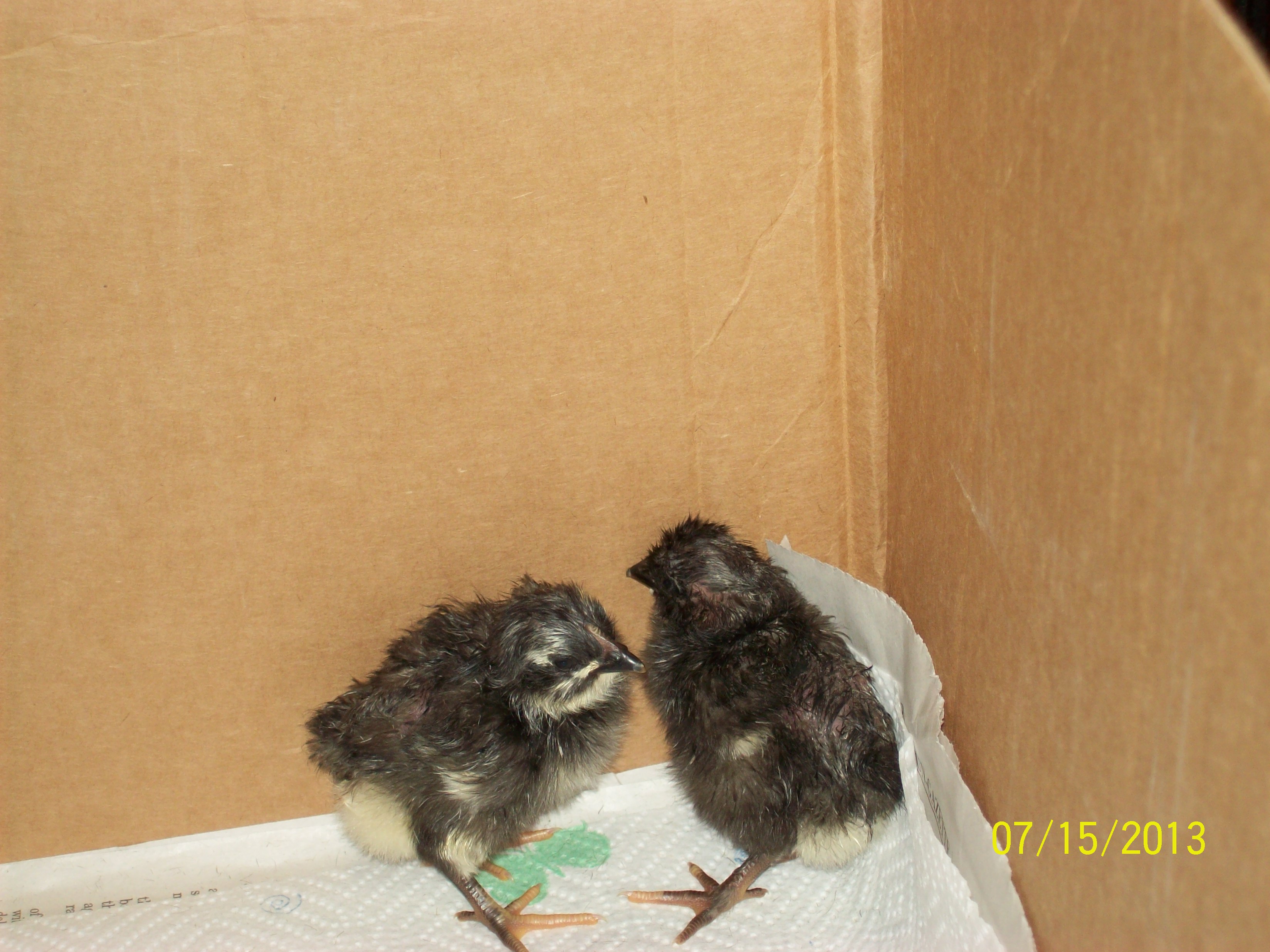 #1 and #2 in the brooder