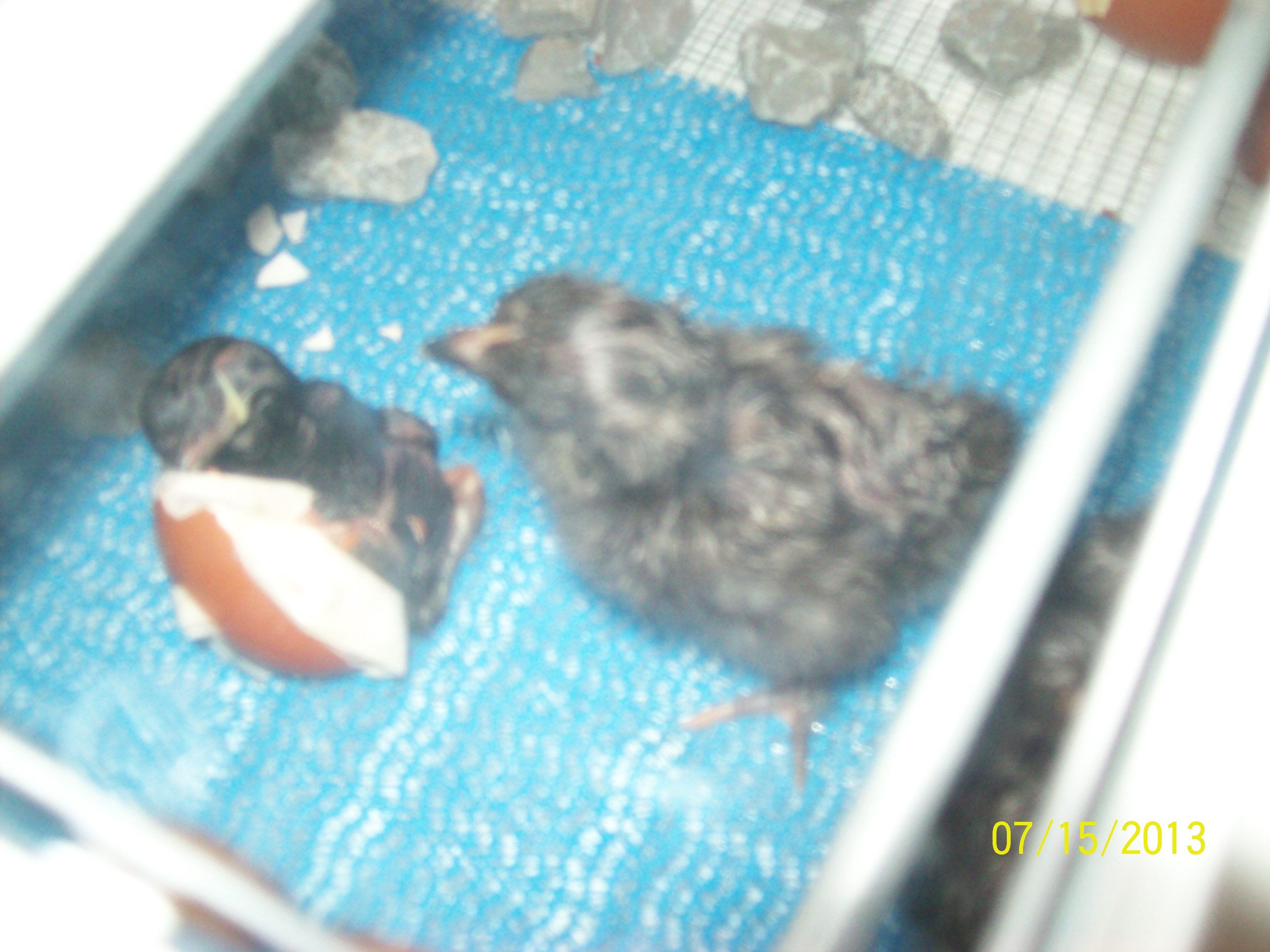 #1 chick welcoming #3 chick