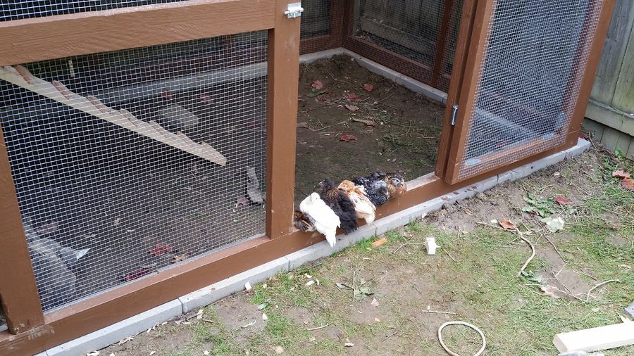 1 cream leagbar, a leghorn, black copper maran, barred rock, golden buff, and an easter egger. so far my easter egger is the biggest one and the 2 friendliest ones are the leghorn and the barred rock. they fight over my attention. the legbar is about a month younger than the others