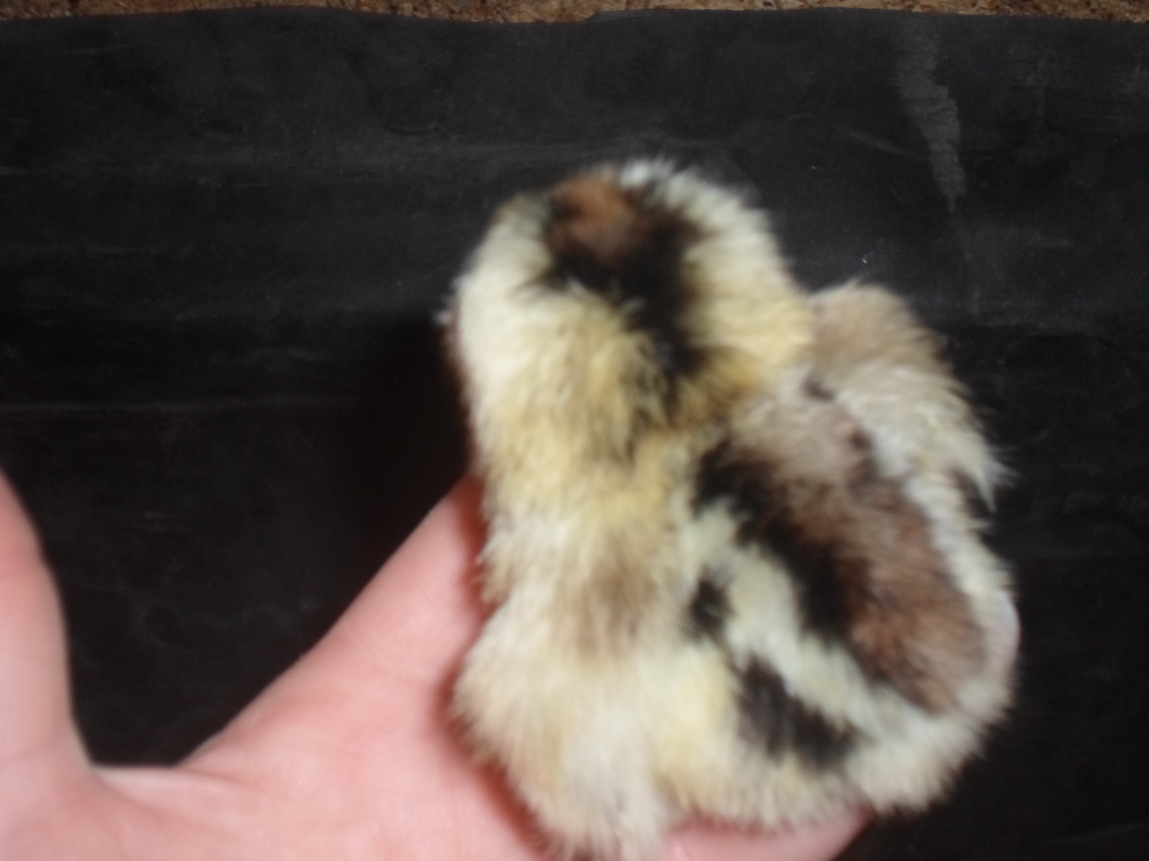 1  Day  old  Easter  Egger