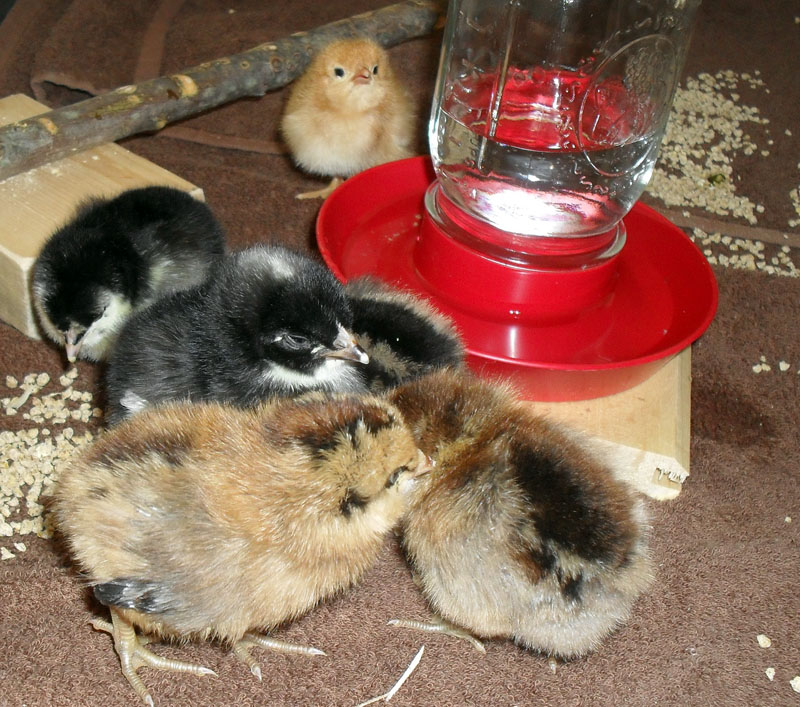 1 day old
