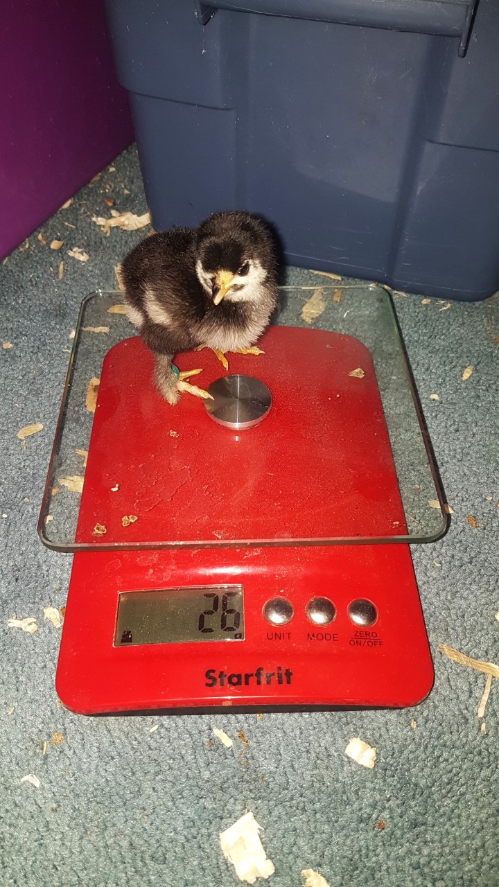 1 Day Old