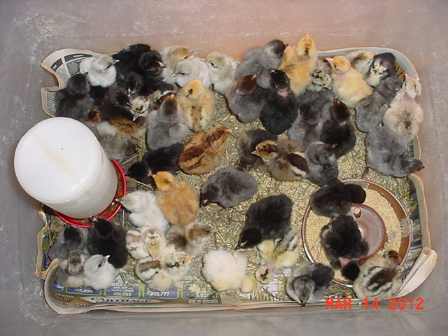 1 day olds.jpg