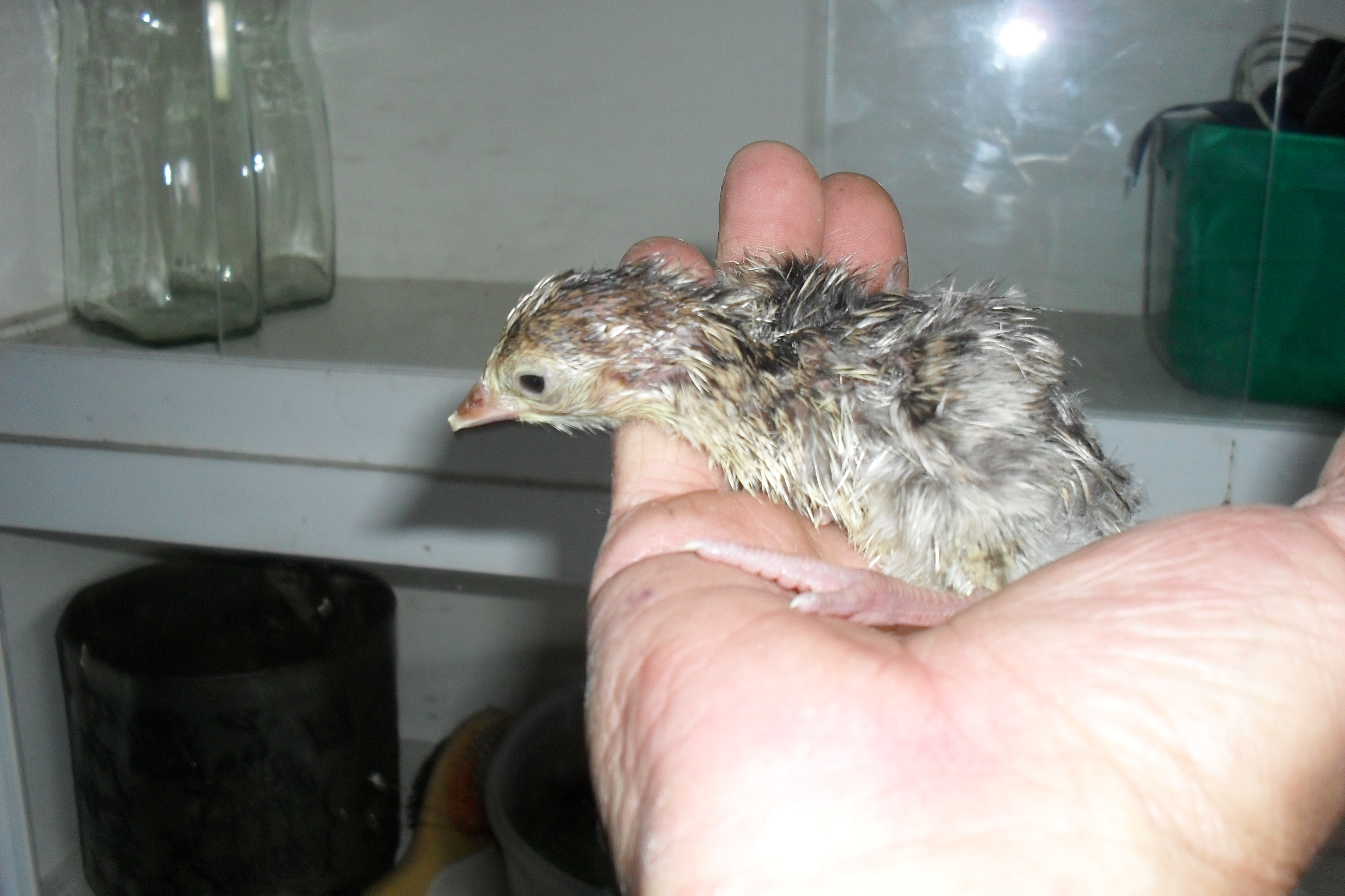 1 hour old turkey chick.