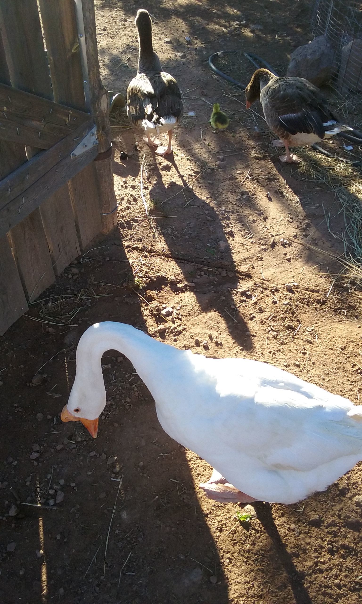 1 new gosling