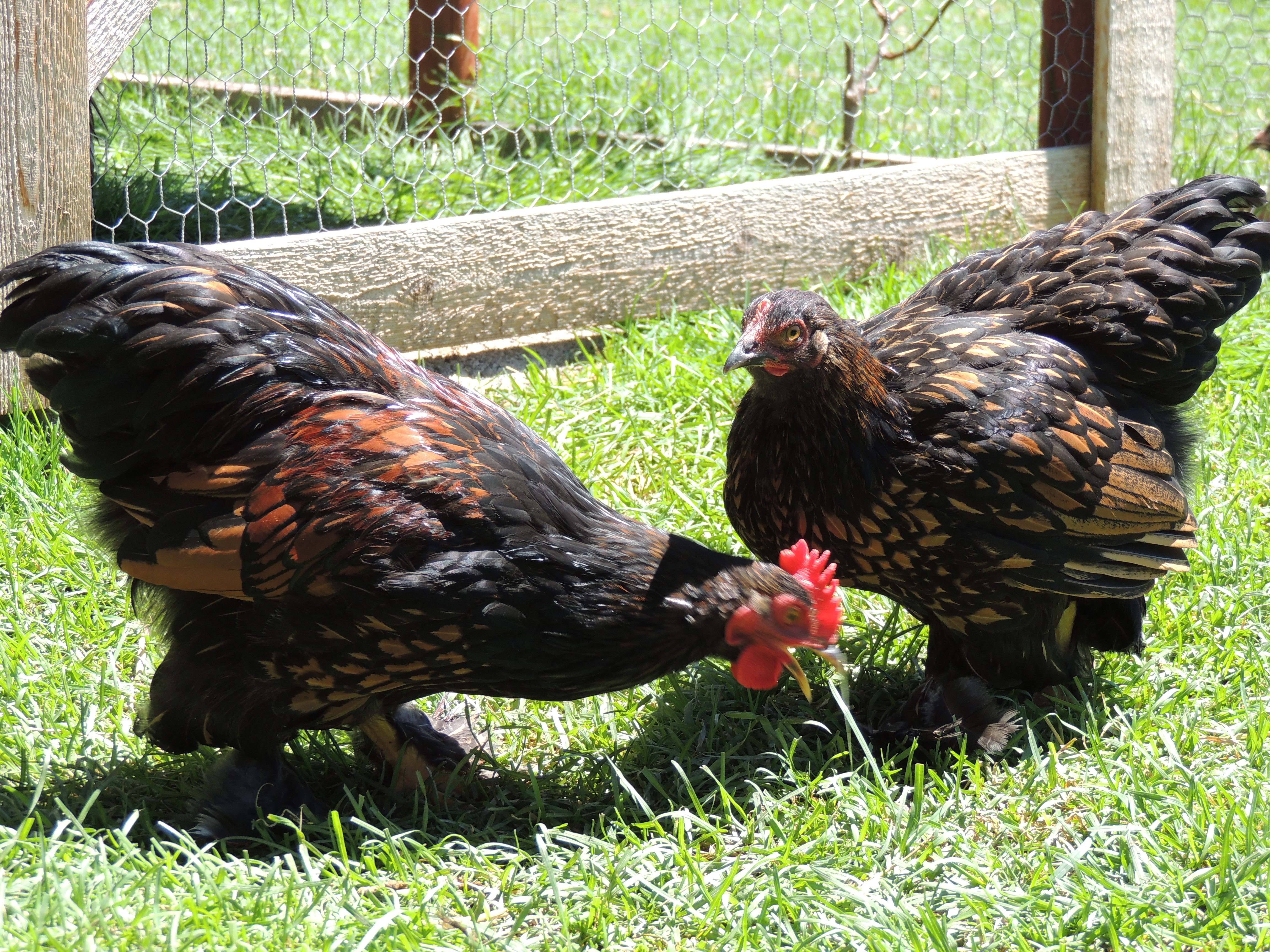 1 of 4.
This gorgeous pair (hen and rooster) bantams were hatched March 2013.Both have bright golden tear drop patterns of their breast. They are a cross between a golden sea bright and a partridge cochin. I never hear this guy crow. They are cute and quiet for chickens, but I have too many roosters. $10.00 for both or best offer.