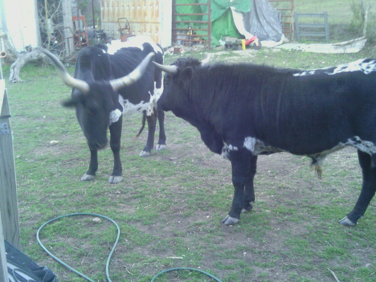 1 of the 2 cows with her year old bull calf