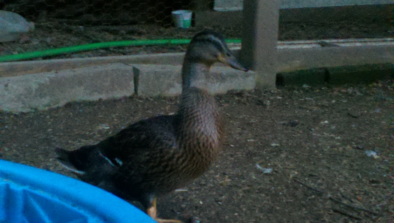 1 of the girls, quackers