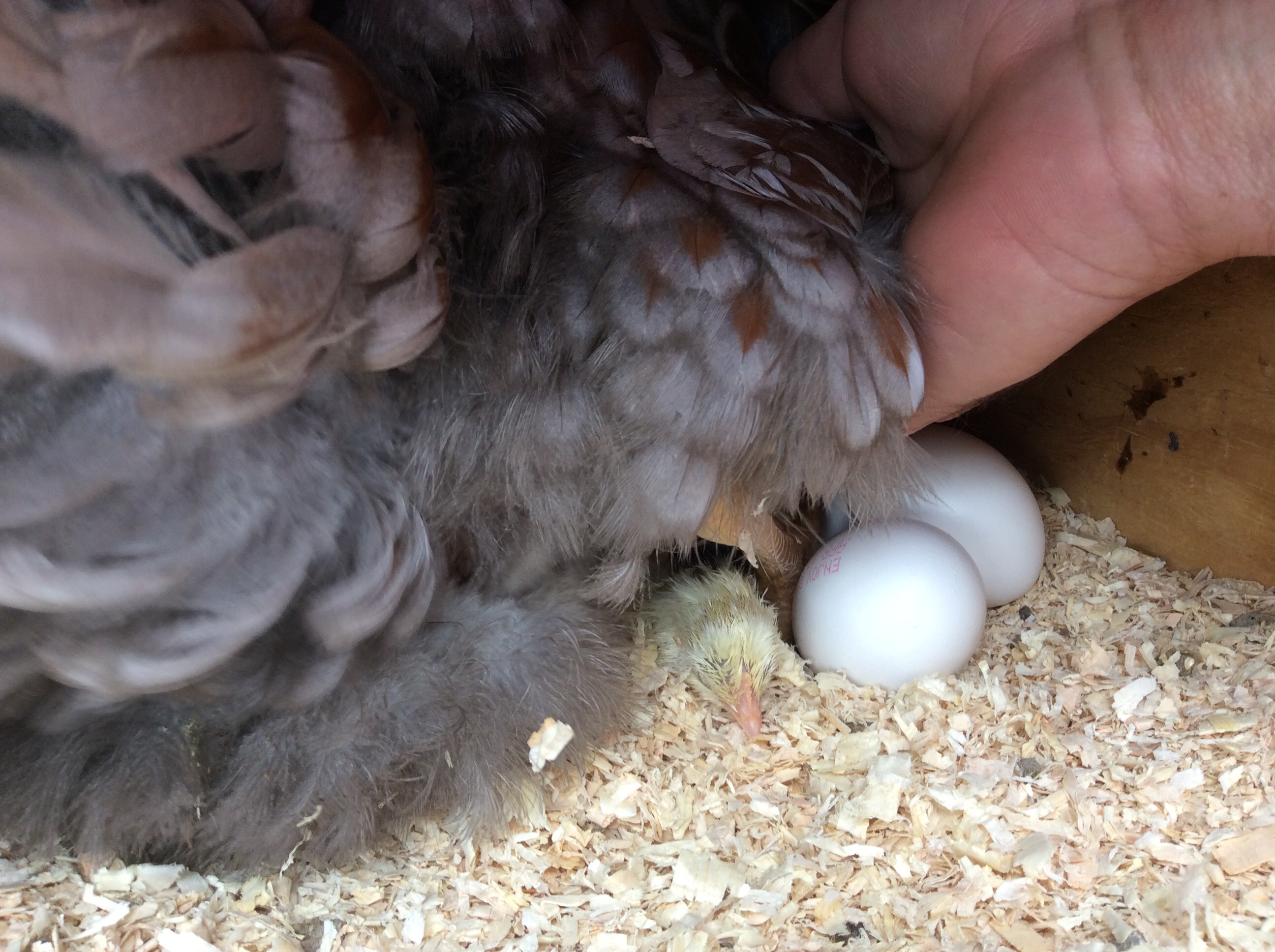 1 pretty yellow one so far!