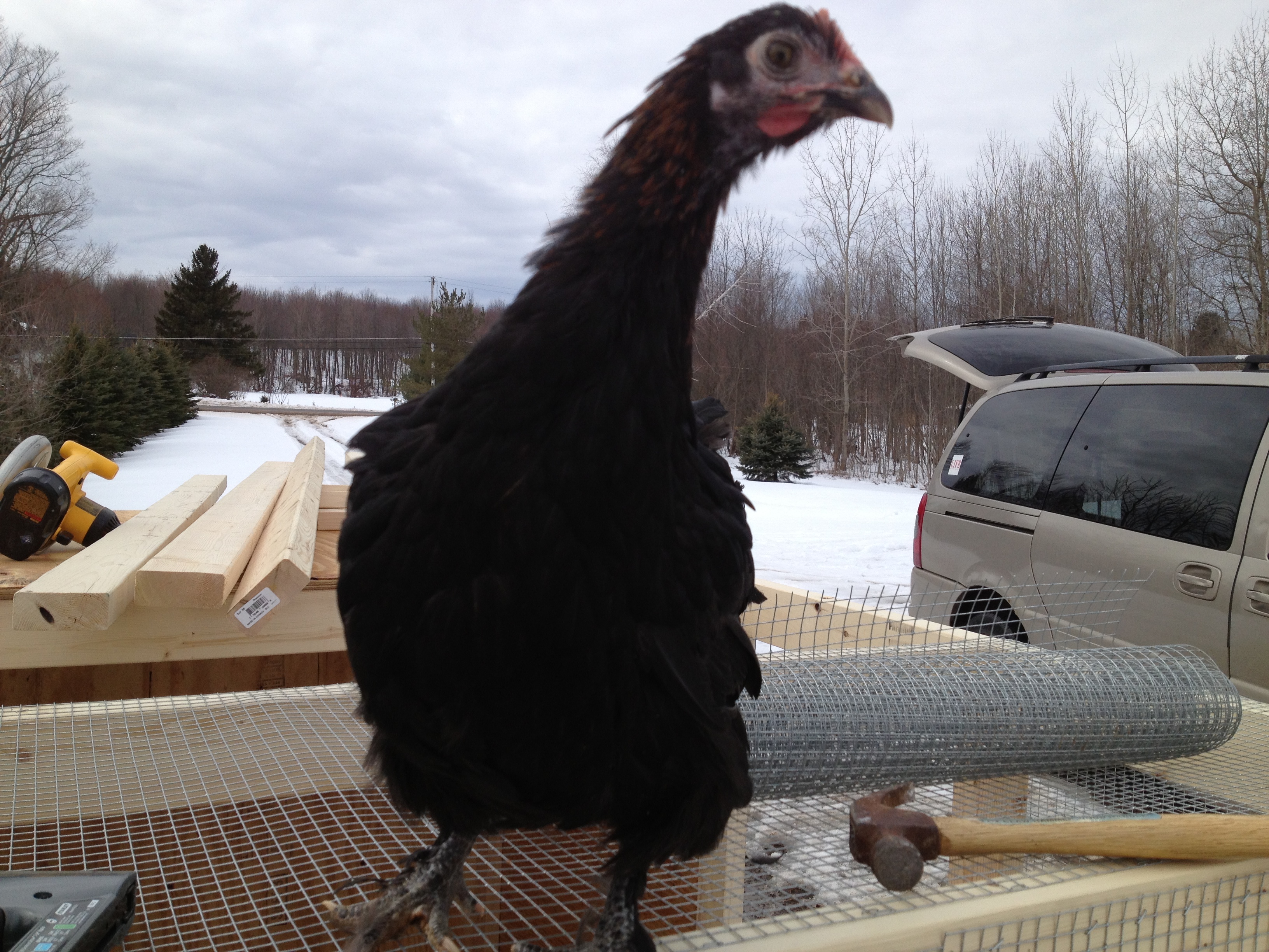 #1 pullet