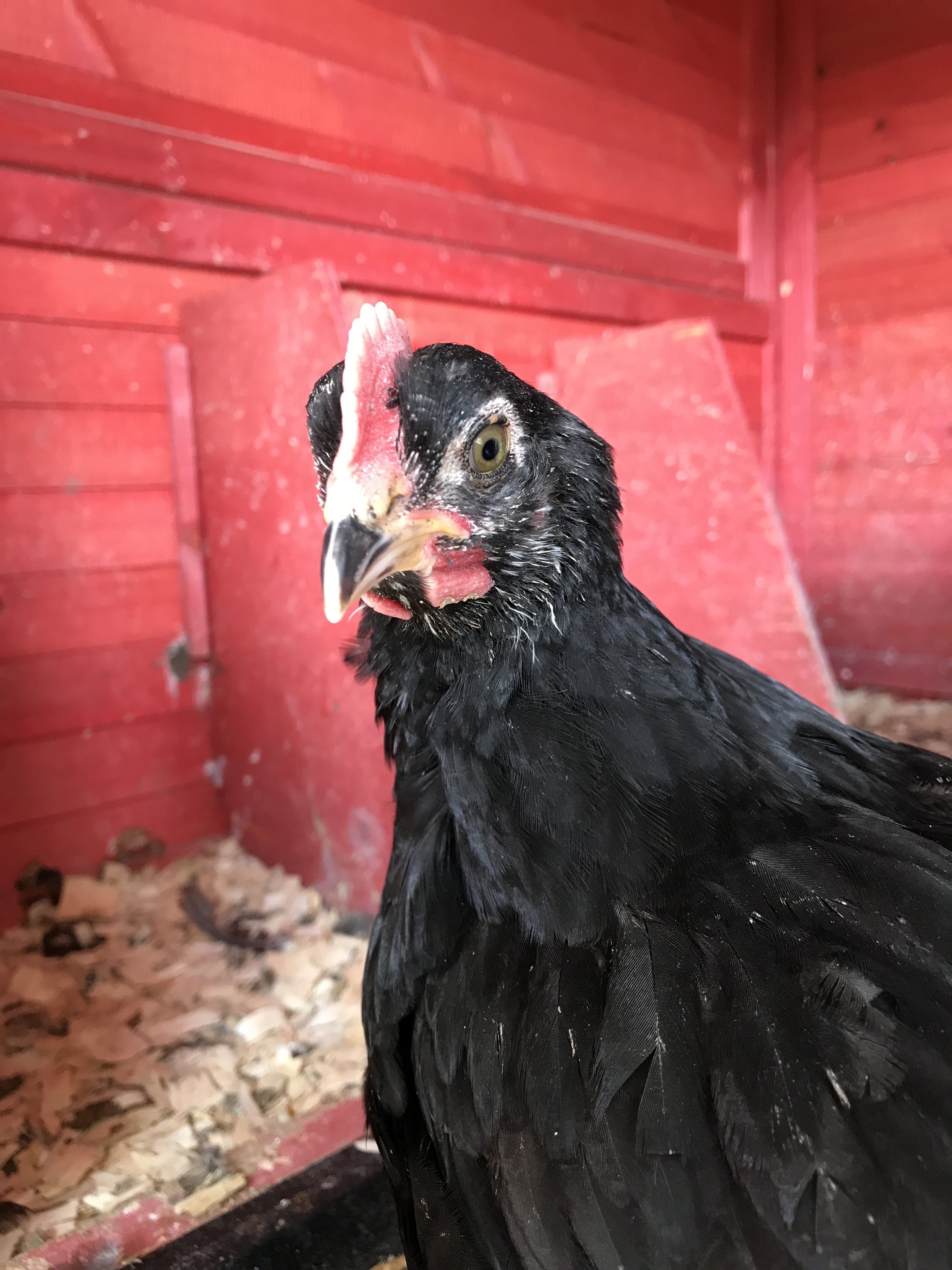 1) Rooster?