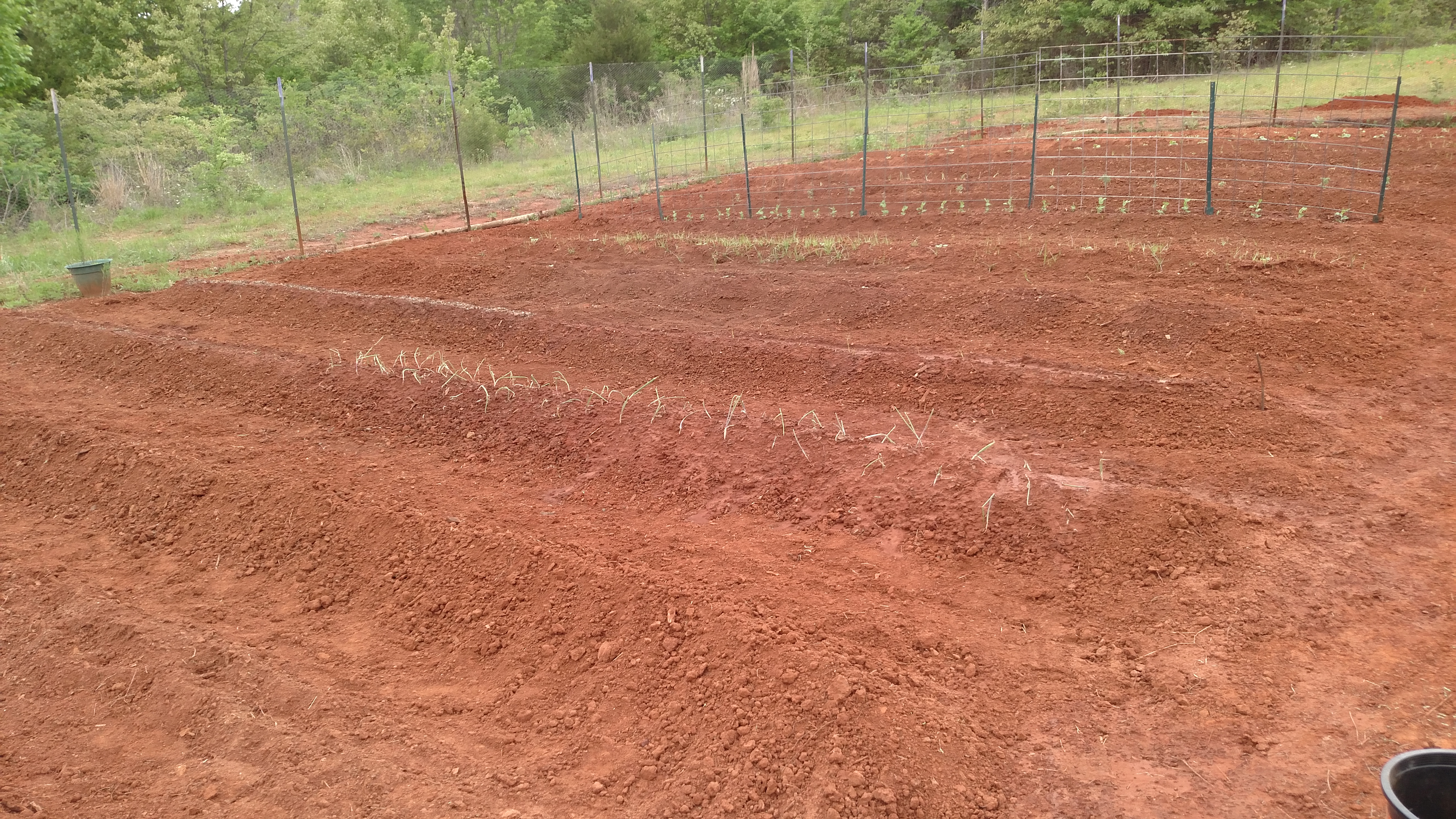 1 row left to plant - Bell peppers & egg plants.  Yes, weeding already begun.  The bright green patch in my okra row is nut grass, for those of you that understand....  :(