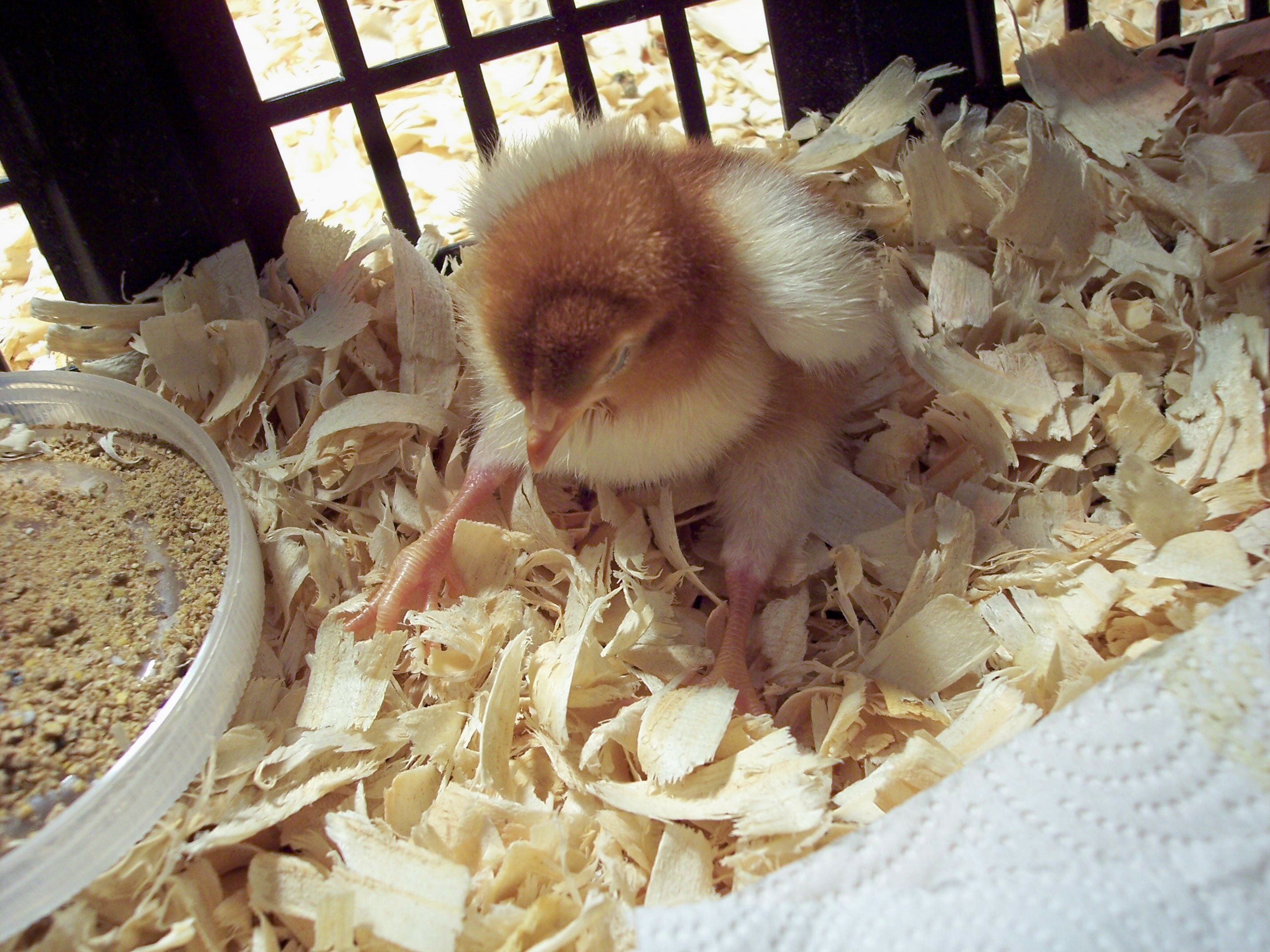 1 week after arrival, he can now sit up, but keeps his legs straight out in front of him. he eats & drinks with gusto, poops fine, but can't bend his legs like the pullets in the next pic do at rest. also. note that he still looks like a day old chick, whereas the pullets are getting their big girl wing & tail feathers.
IF ANYONE HAS ANY ADVICE ON WHAT'S WRONG WITH WILLIE OR WHAT I CAN DO TO MAKE HIM BETTER, PLEASE SHARE IT WITH ME. thanks!