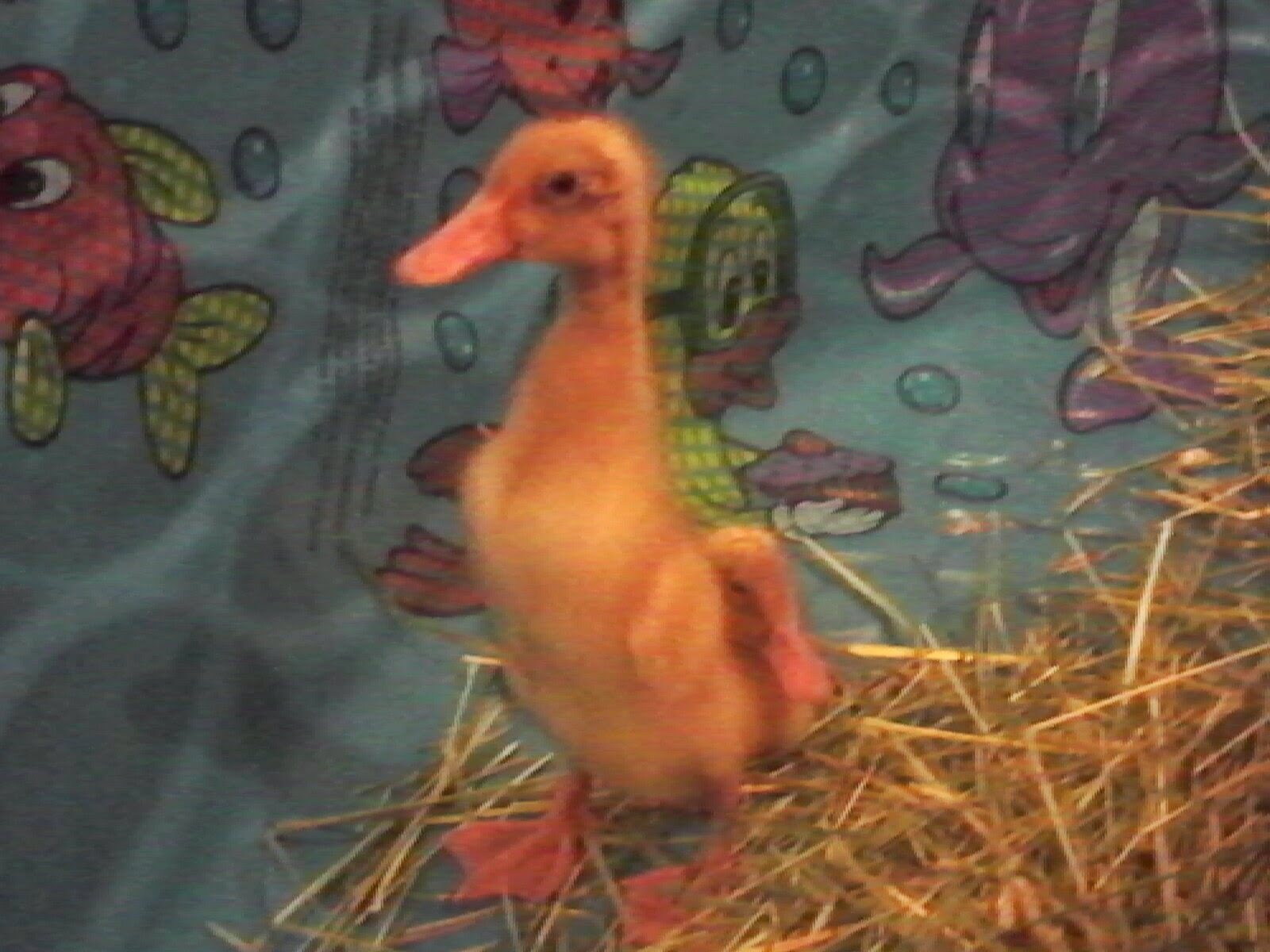 1 week Fawn & White Indian Runner