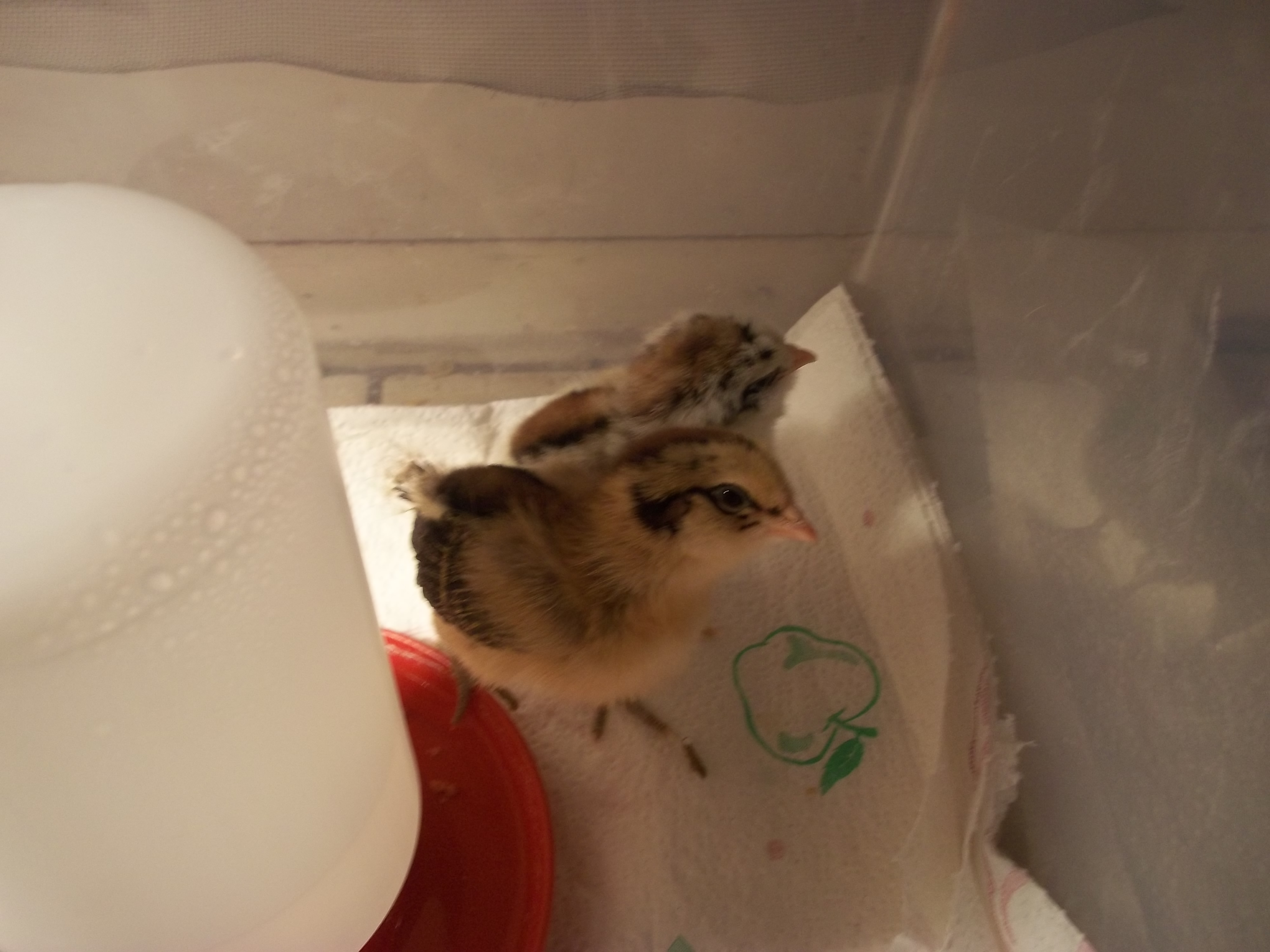 1 week old Ameraucana chicks