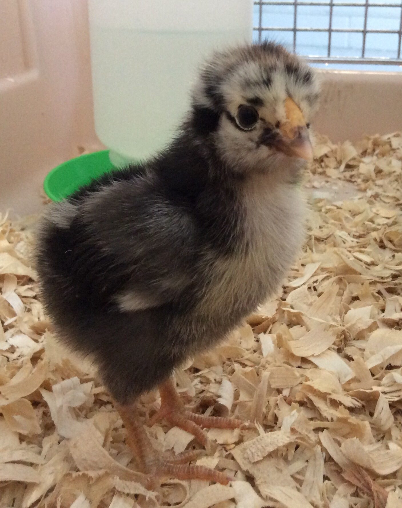 1 week old and I'm guessing roo already.