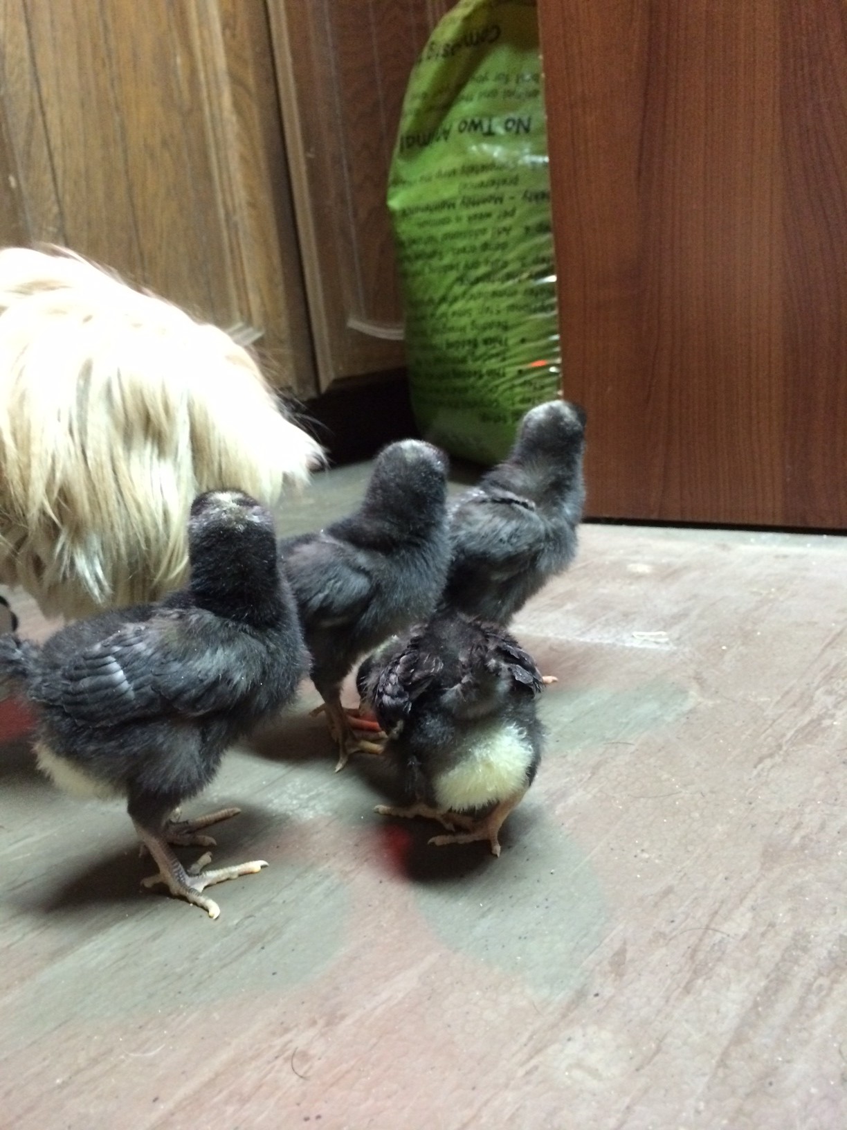 1 week old, Barred Rock
something new for or Lhasa Apso, April to check out.