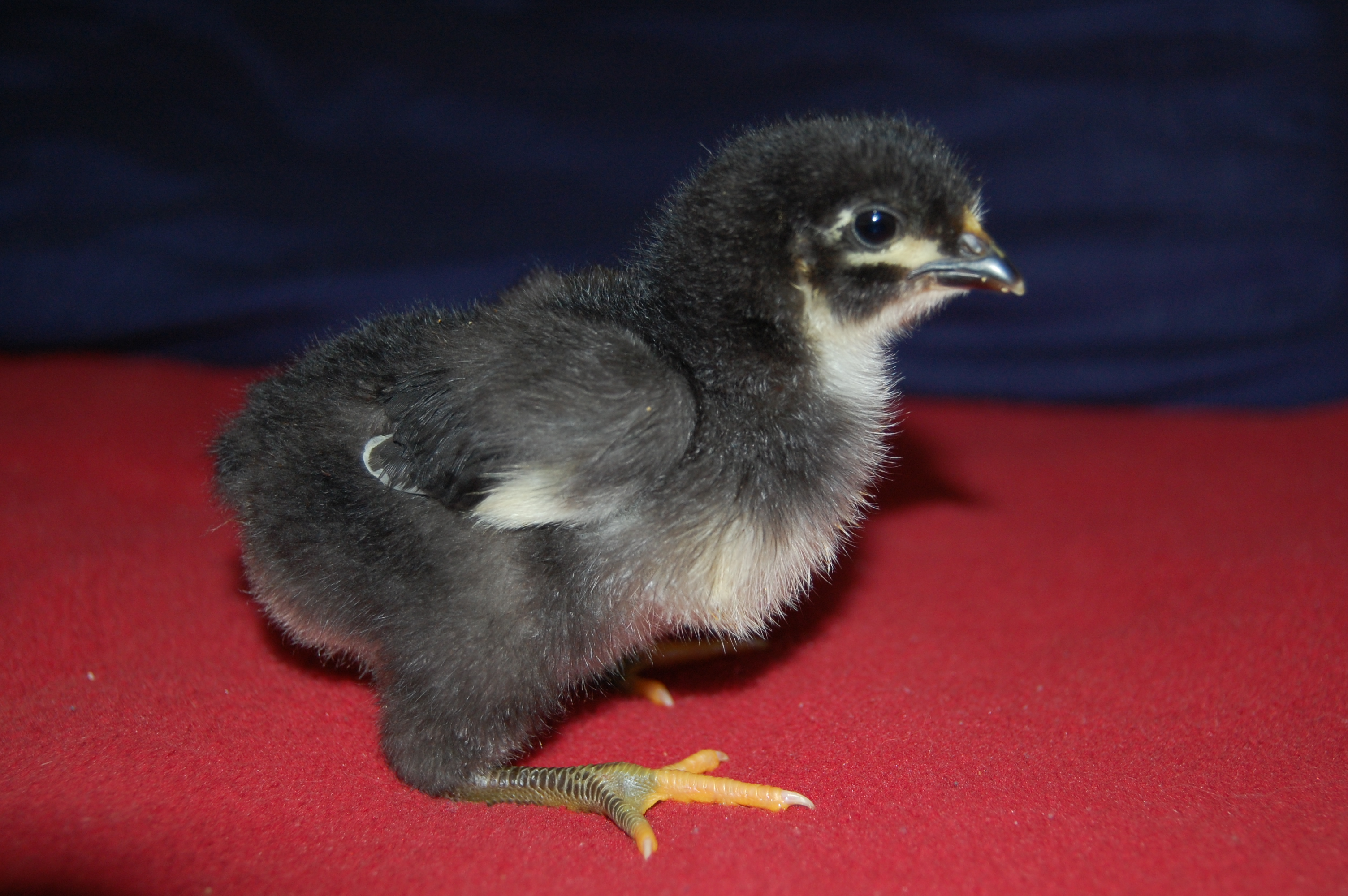 1 week old Black Orpington