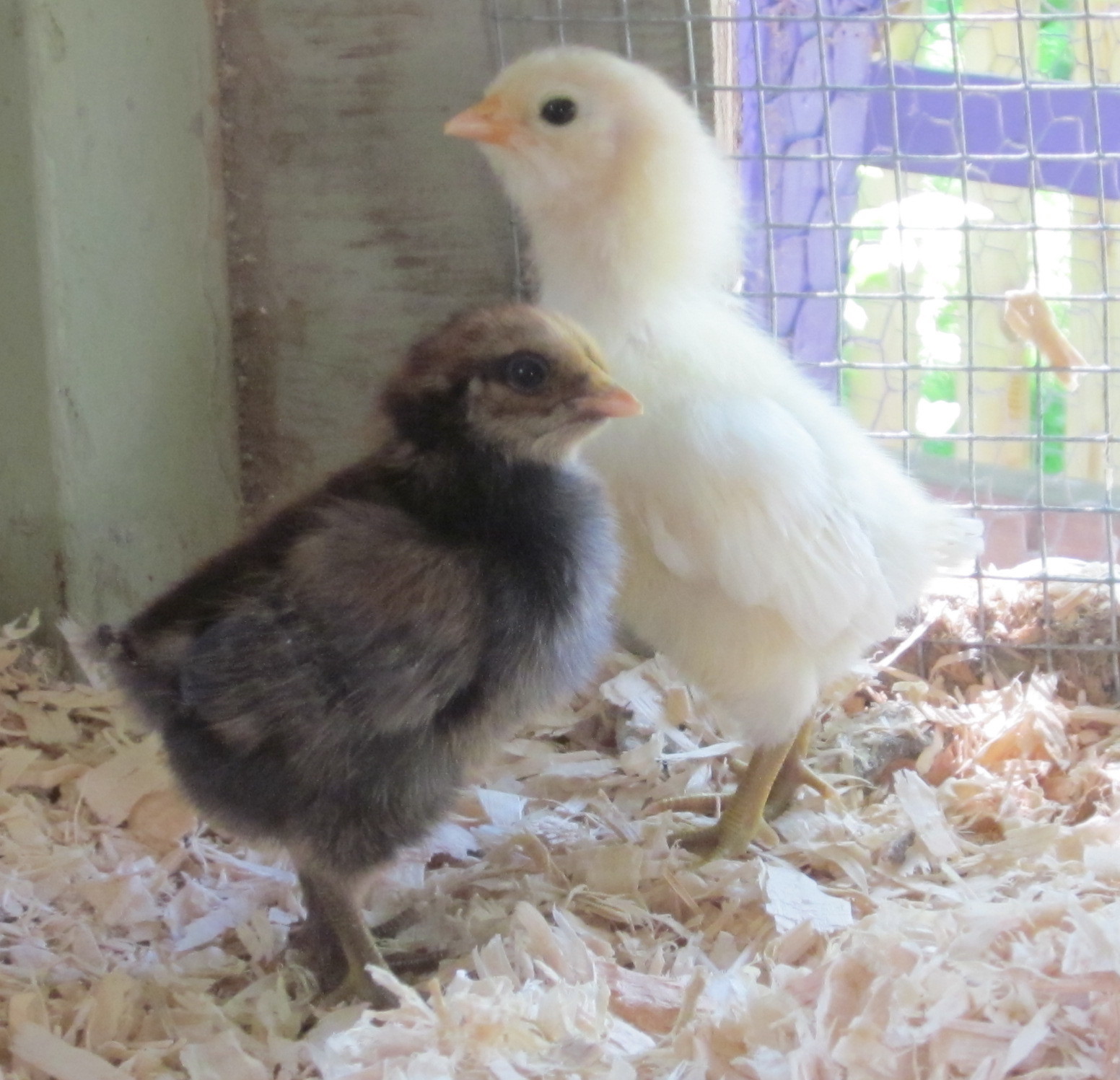 1 week old, both hatched from blue eggs that had been fertilized by a blue-egg rooster.