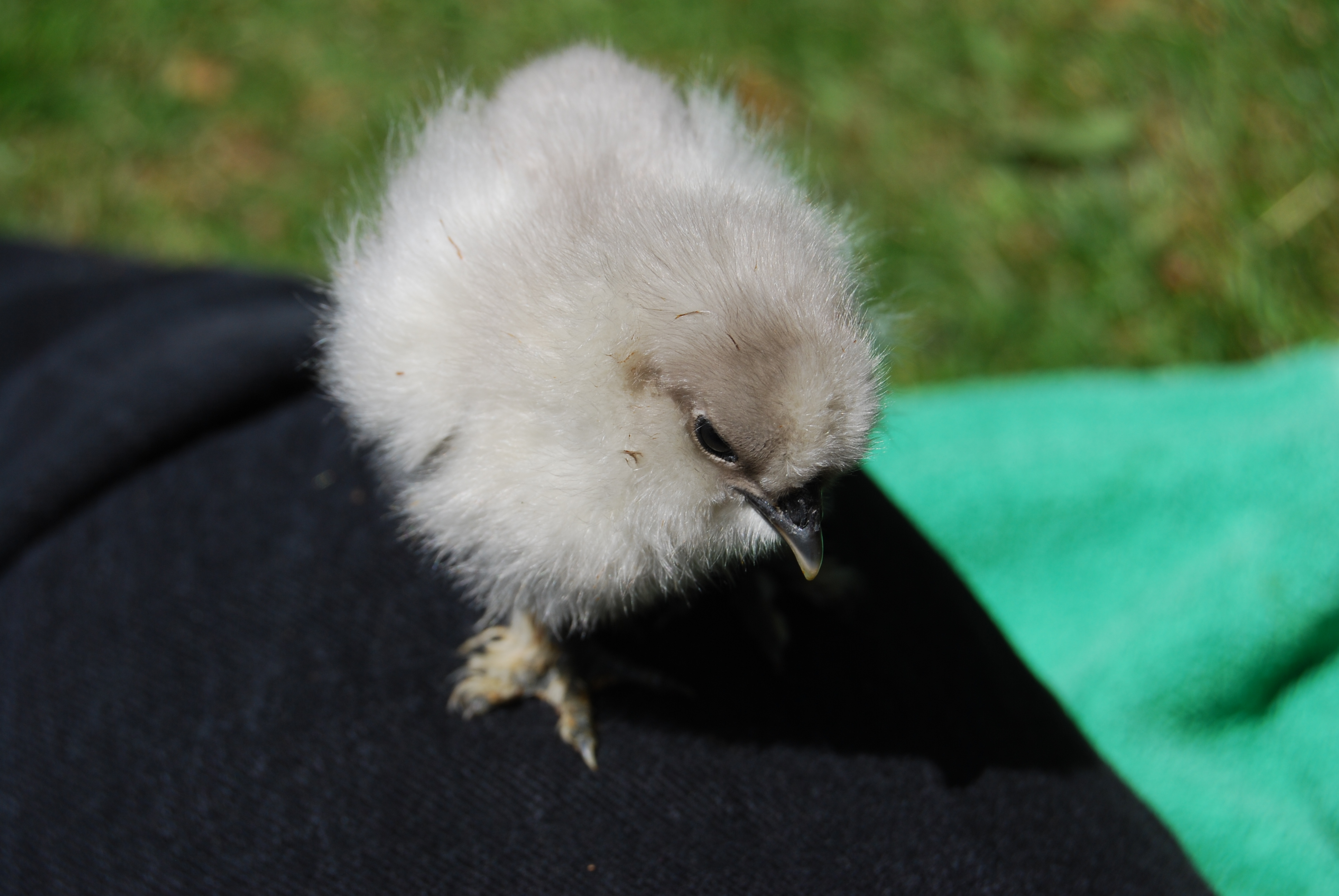 1 week old plus...Mother's day