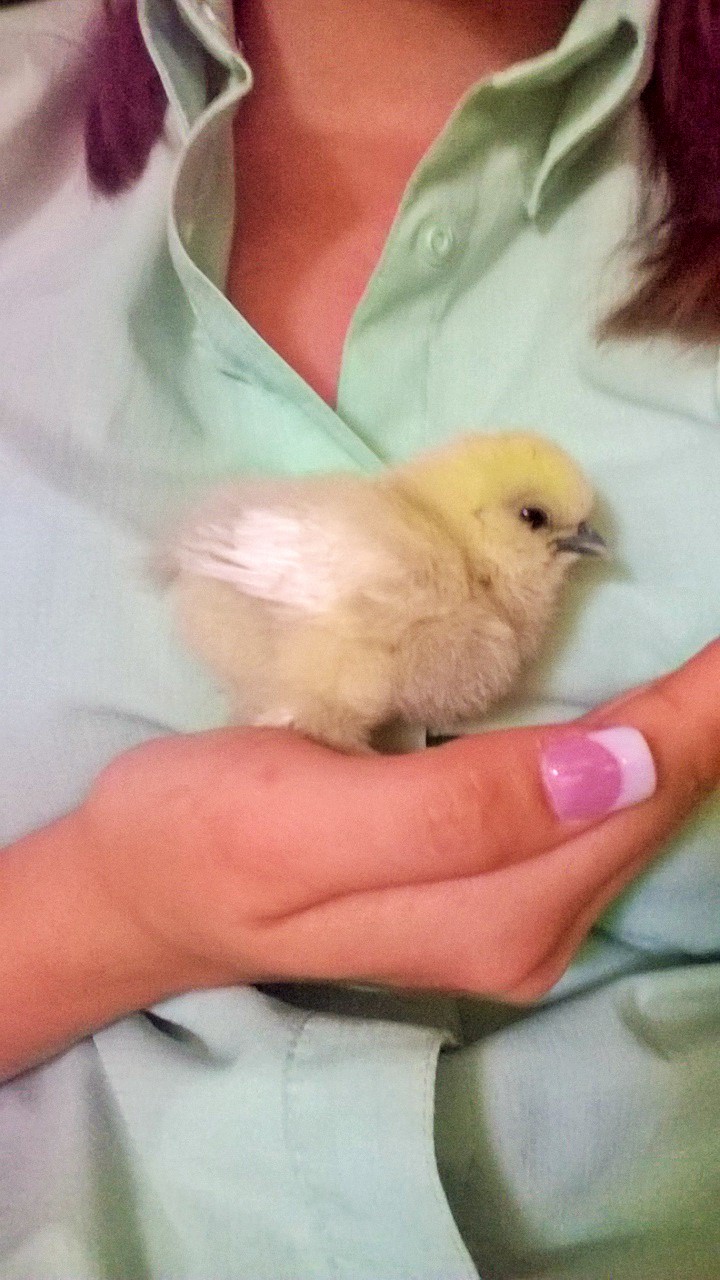 1 week old Silkie Bantam- Named Little Bit