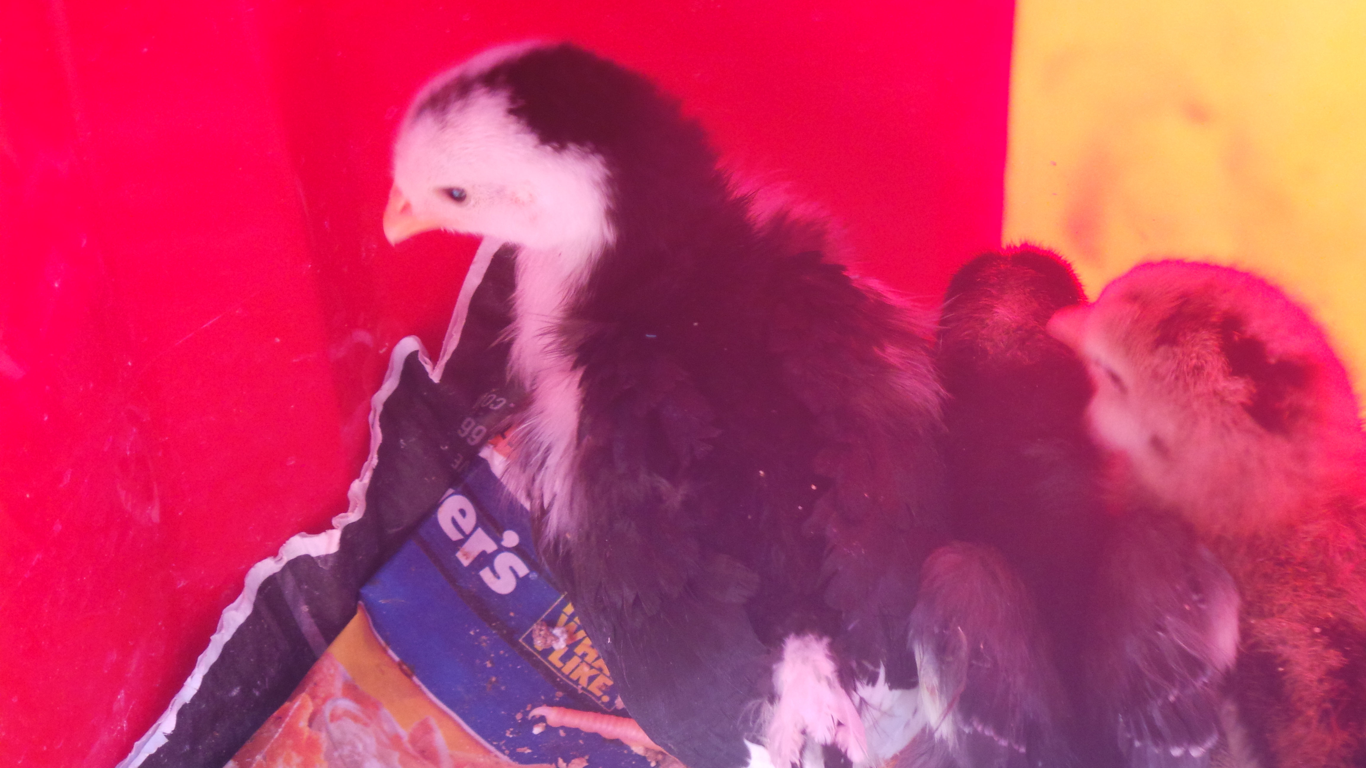 1 week old storm and daisy and jazzy.