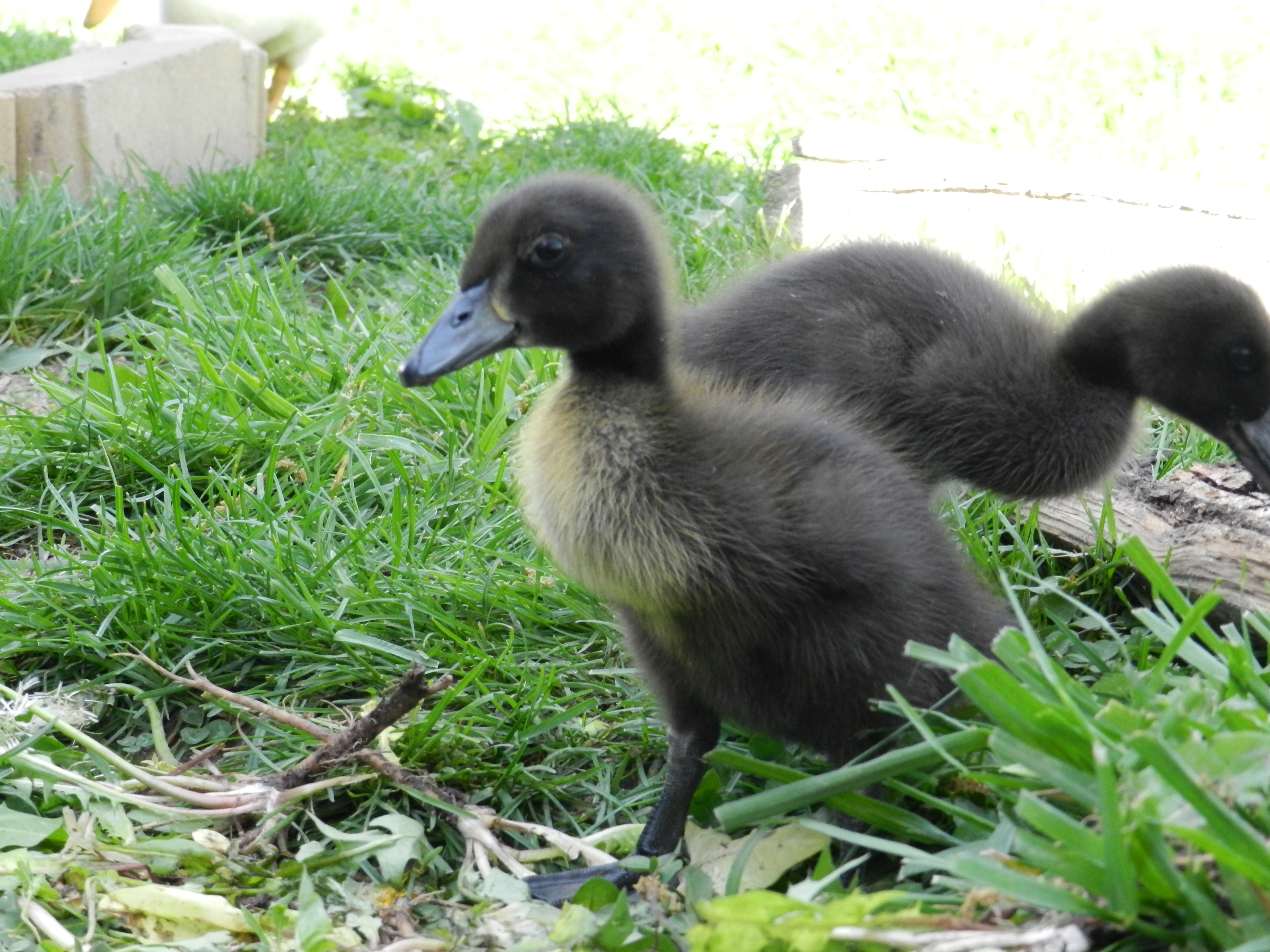1 week old