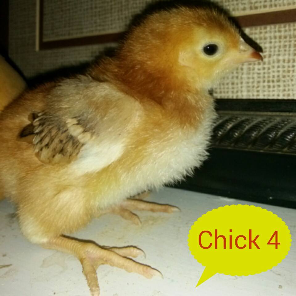 1 week old