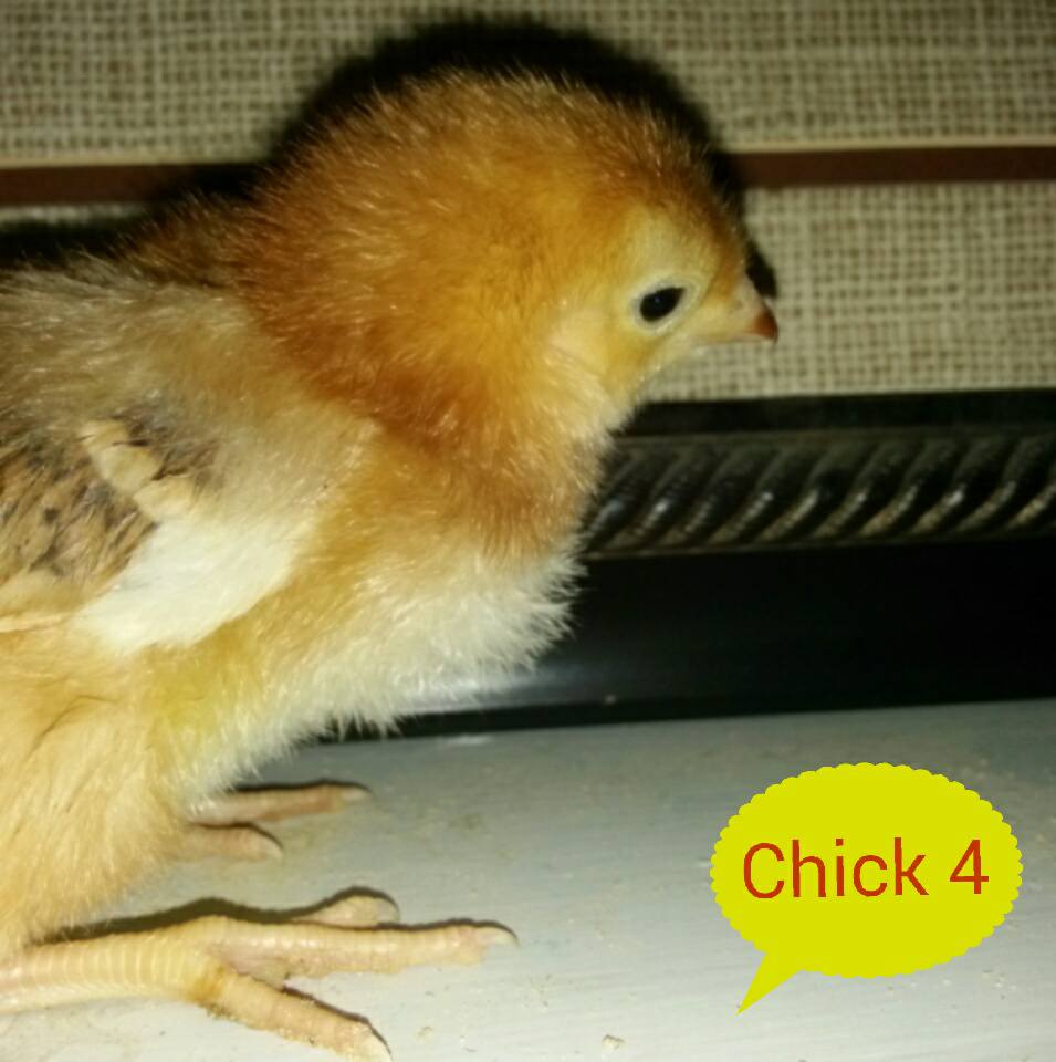 1 week old