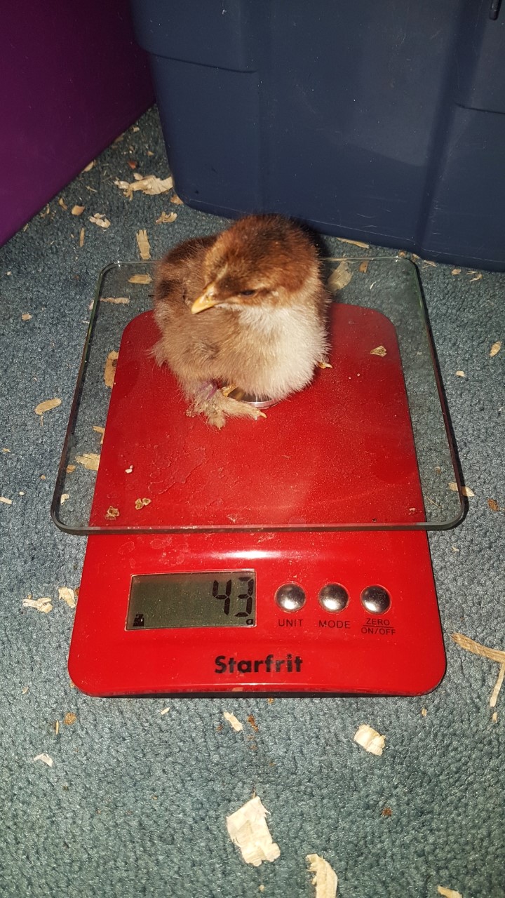 1 Week Old