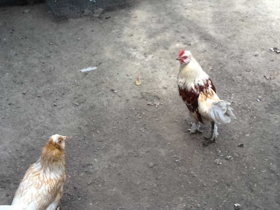 1 wk shy of 4 months old    5 pullets and 3 roos    1st roo in pic with 1st pullet