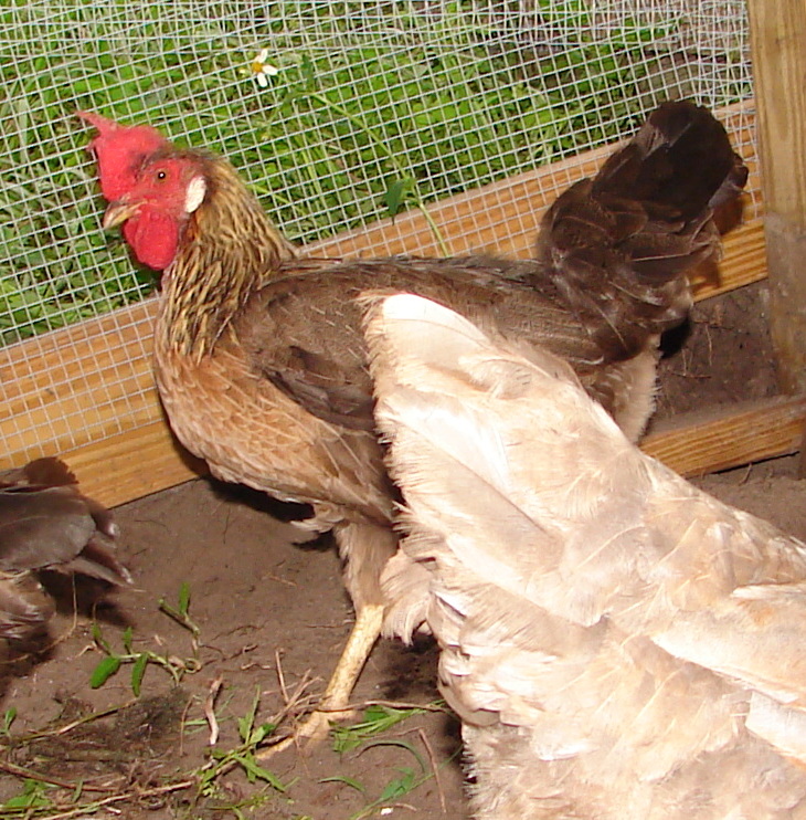 1 yr old brown leghorn hen