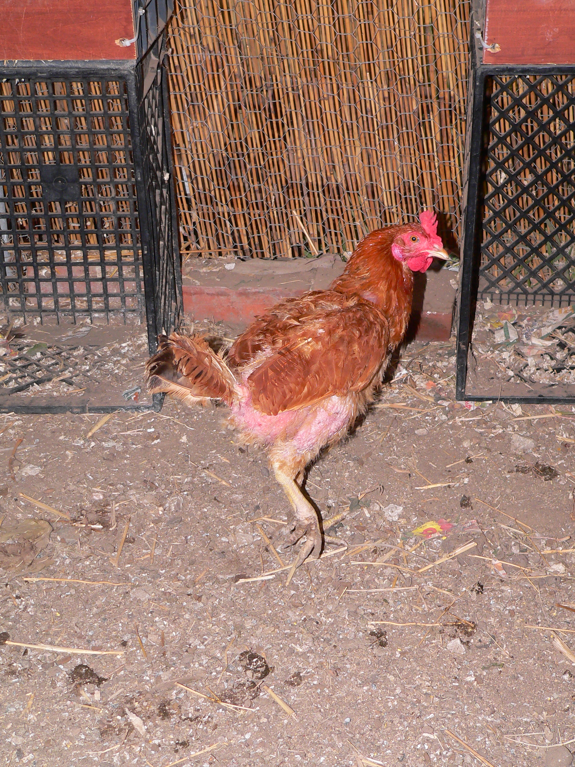 10/01/2012  Henrietta molt, no feathers on back, chest and legs.... but still laying her egg a day!!