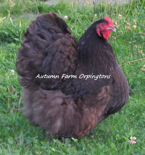 10-04-14 Chickens 019