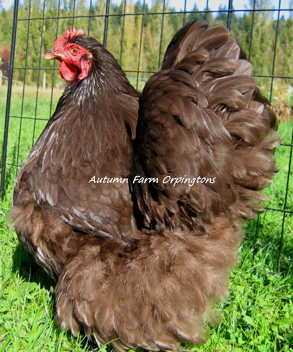 10-16-14 Chickens 027
