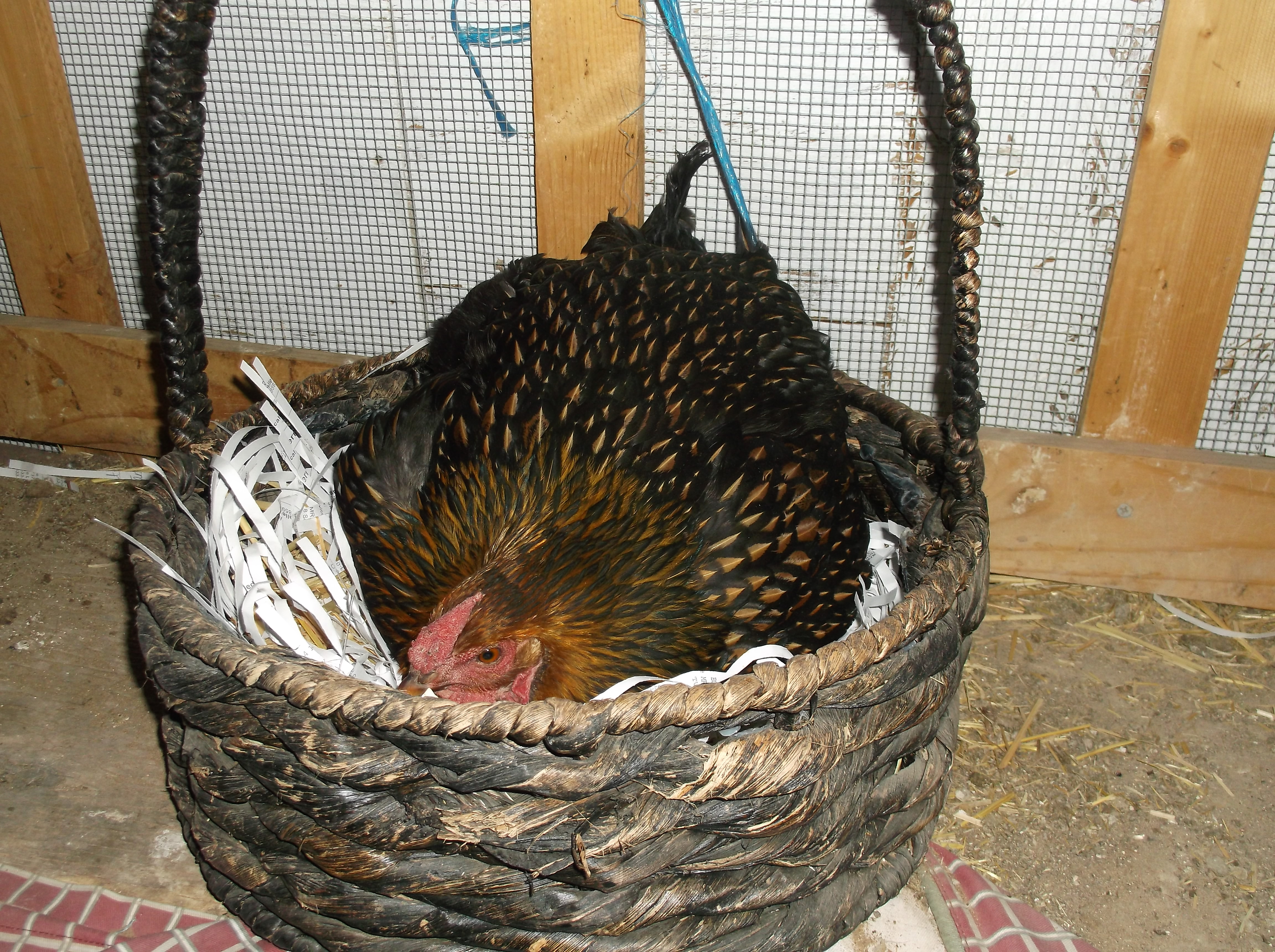 10-22-14, Both Darla and Ditzy went broody at the same time.
This is Ditzy.