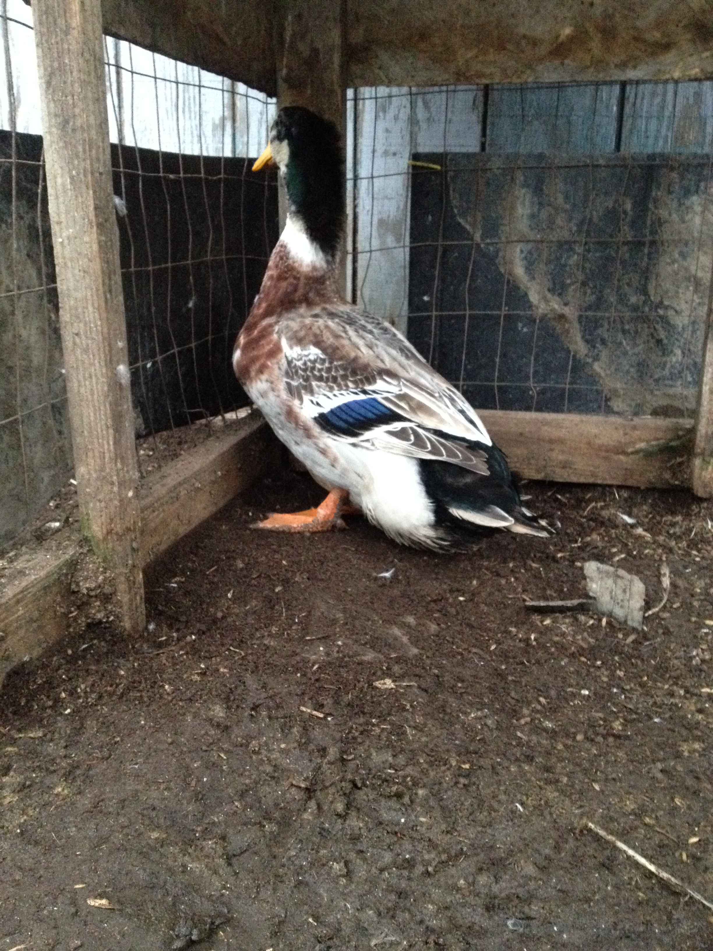 10.5 lb Silver Apple drake